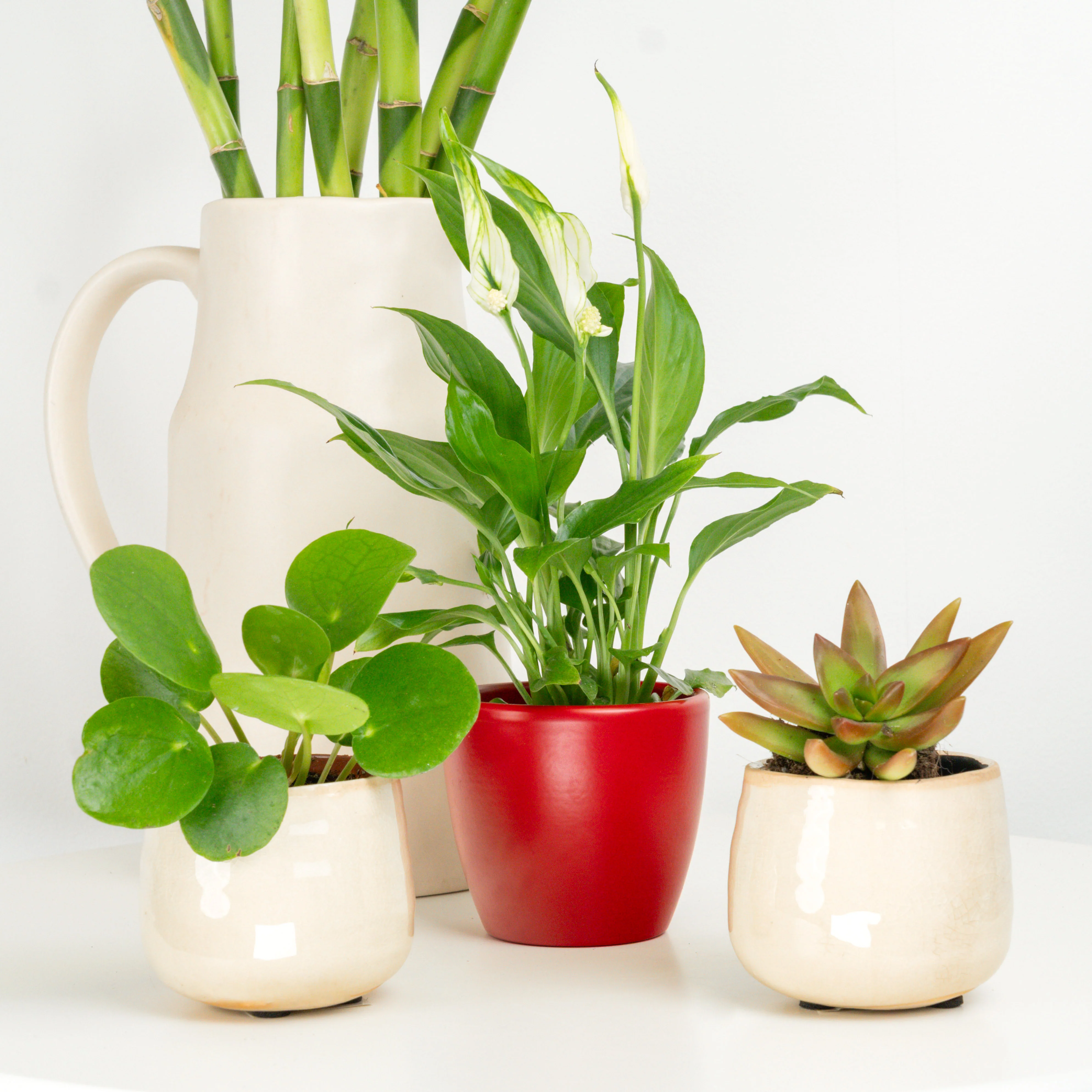 Harmony Brings Wealth | Plant Bundle - Image 2