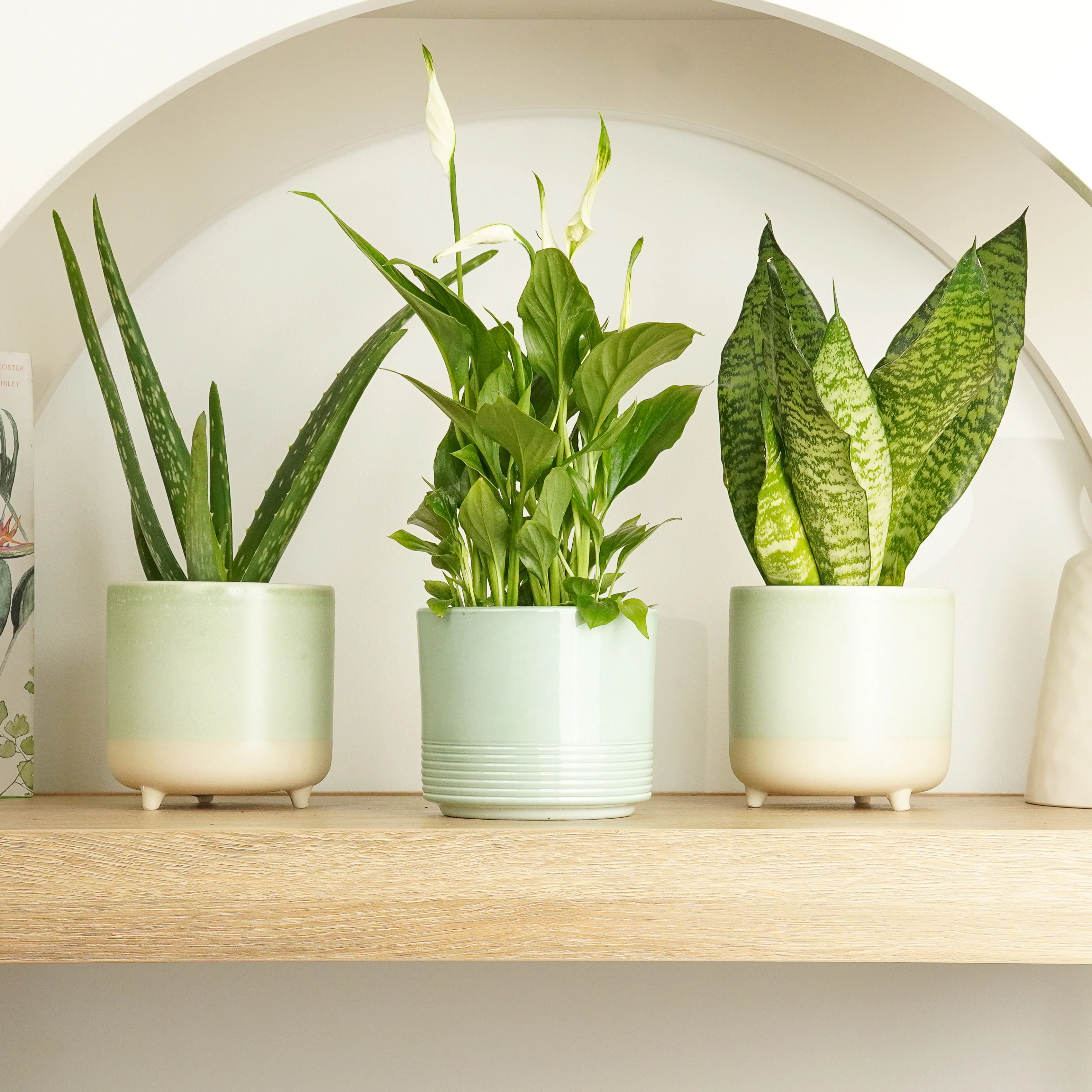 Healthy House | Plant Bundle