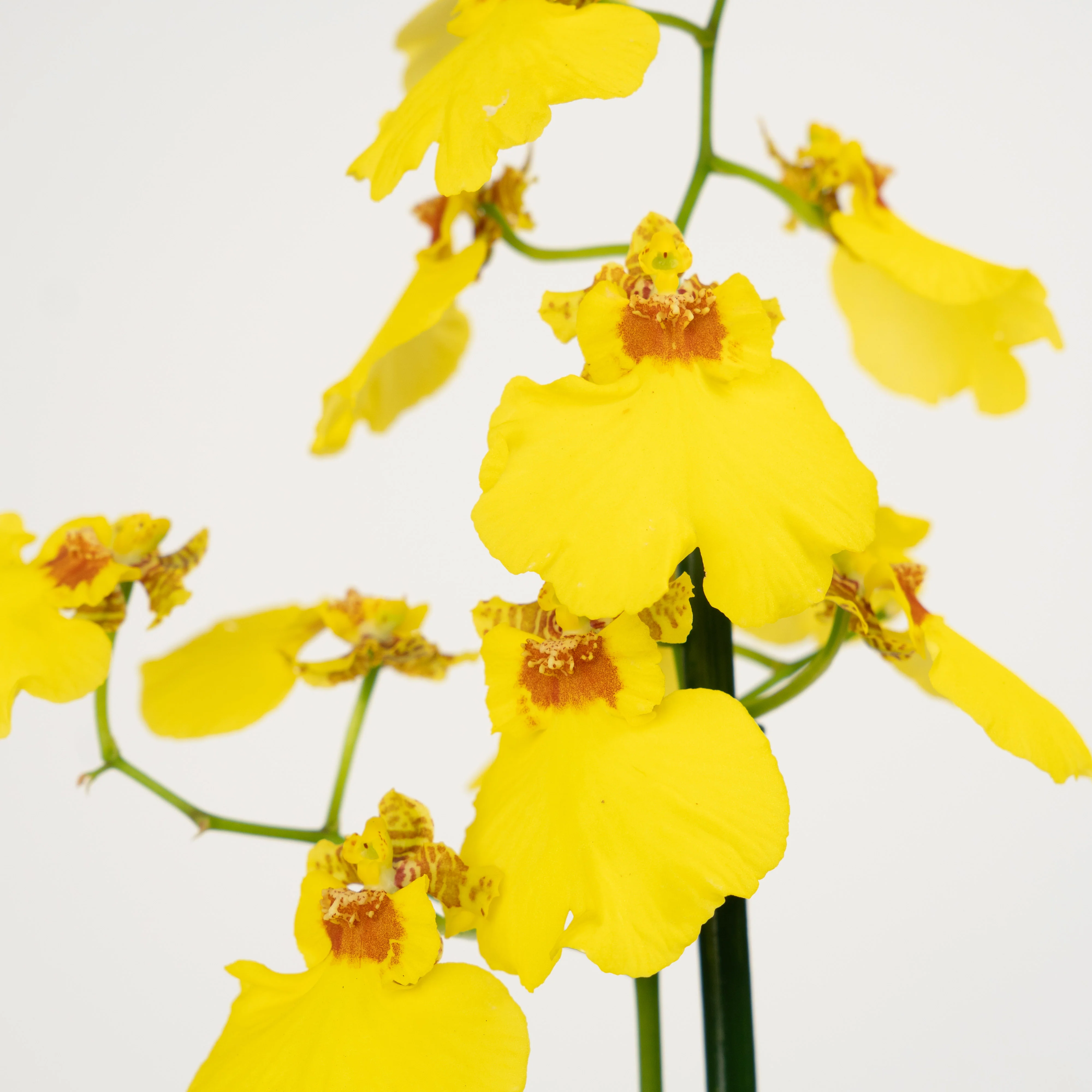 Butterfly Orchid | Honeybee - Image 10