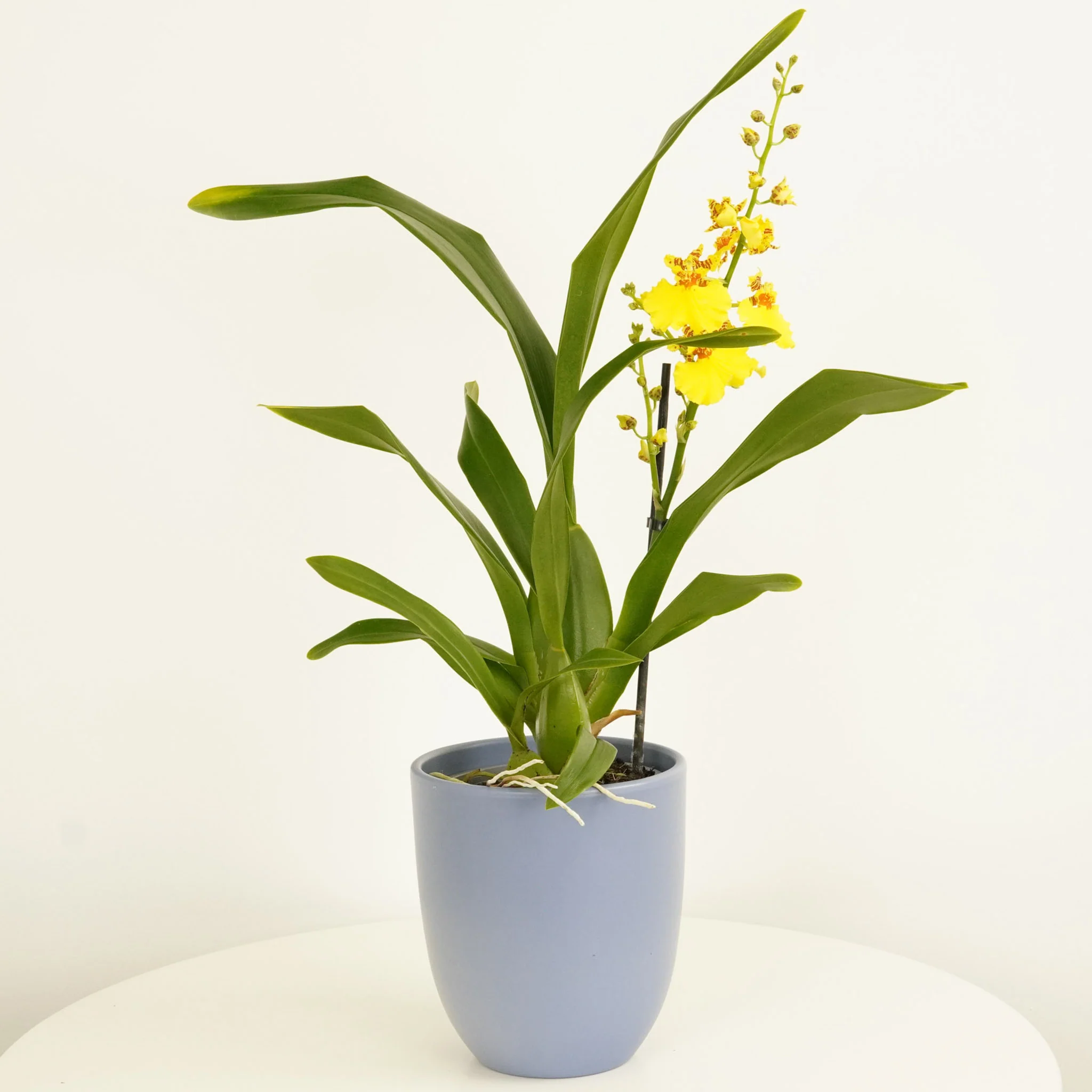 Butterfly Orchid | Honeybee - Image 3