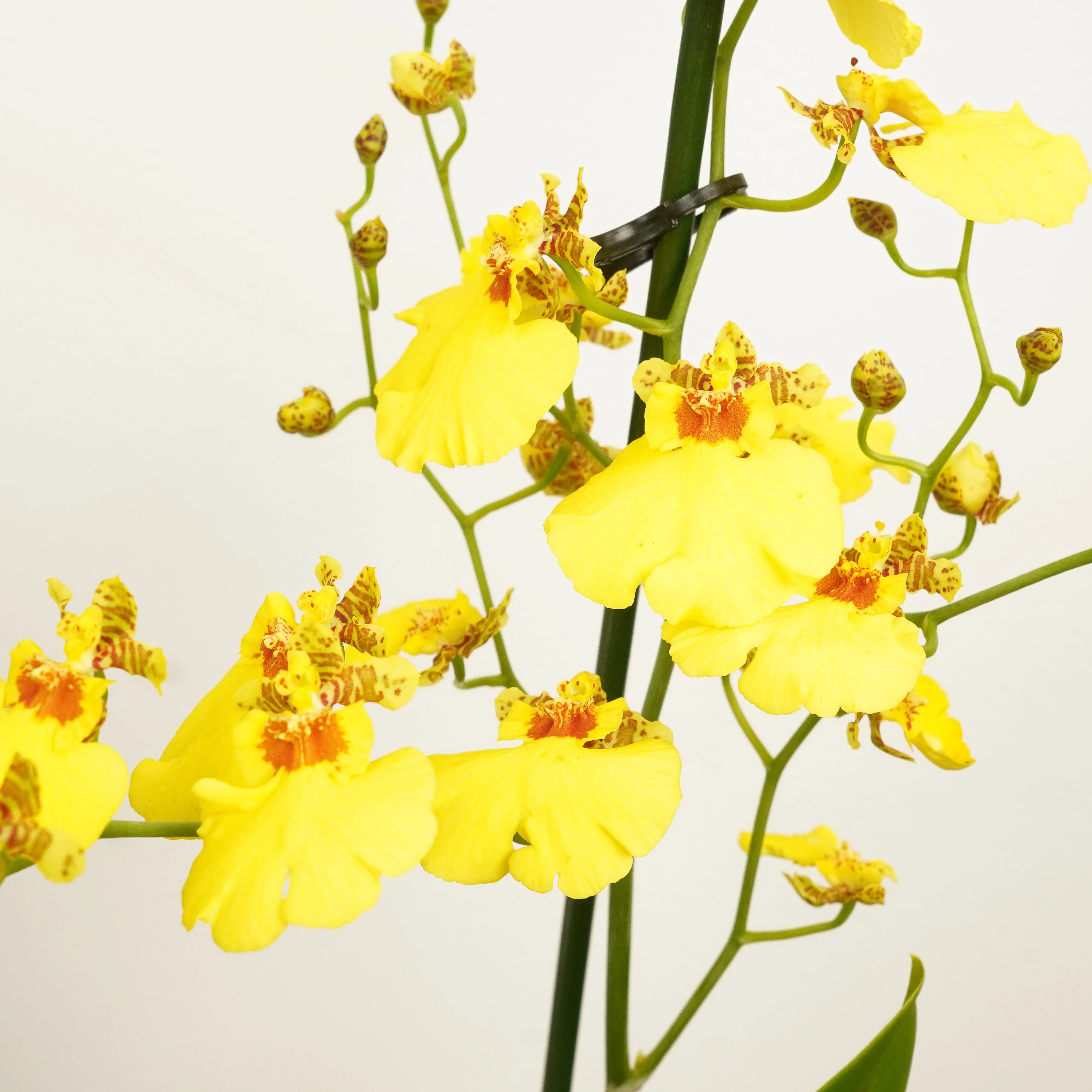 Butterfly Orchid | Honeybee - Image 4