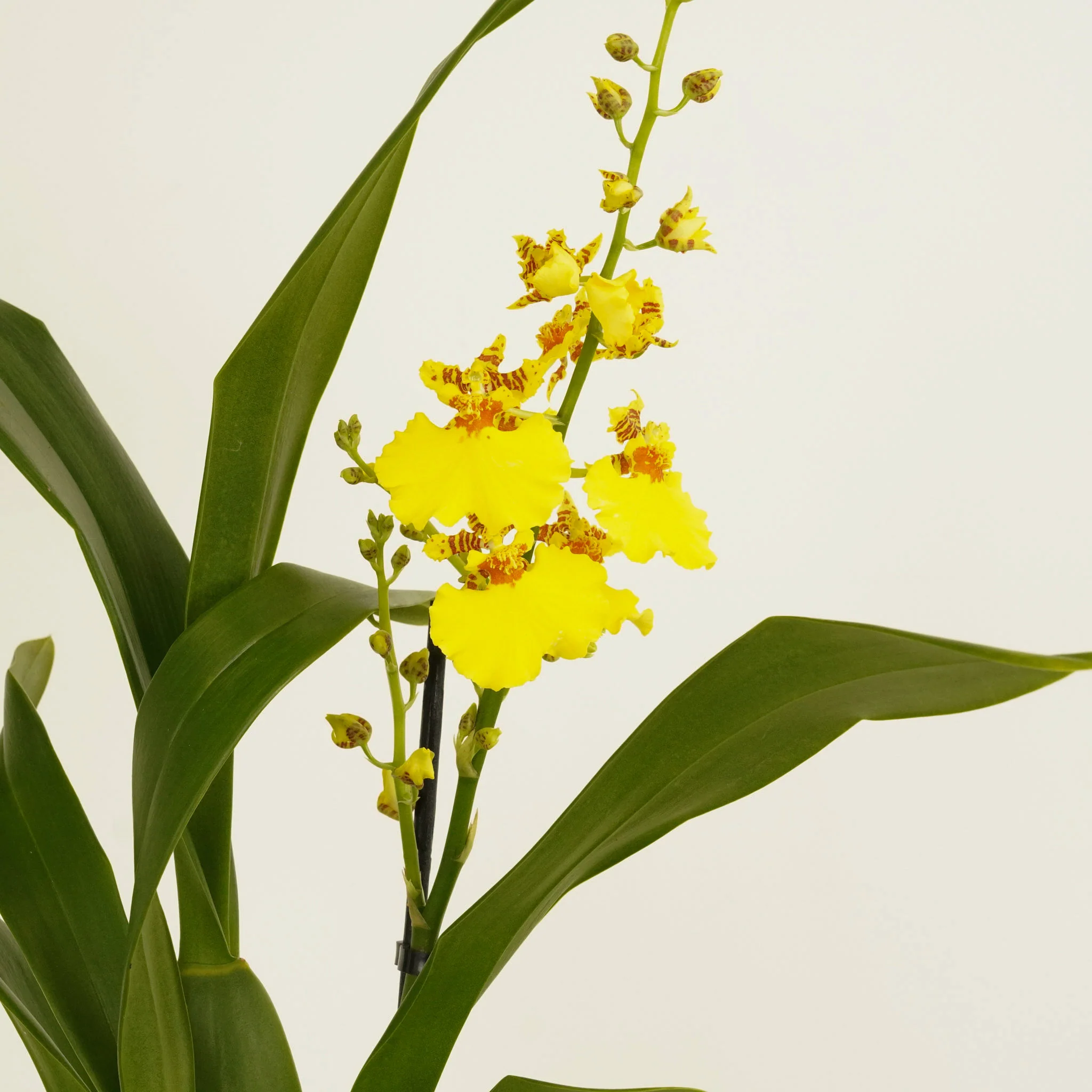Butterfly Orchid | Honeybee - Image 5