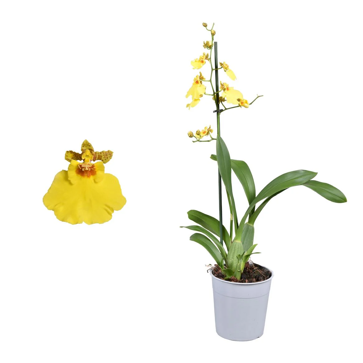Butterfly Orchid | Honeybee - Image 6