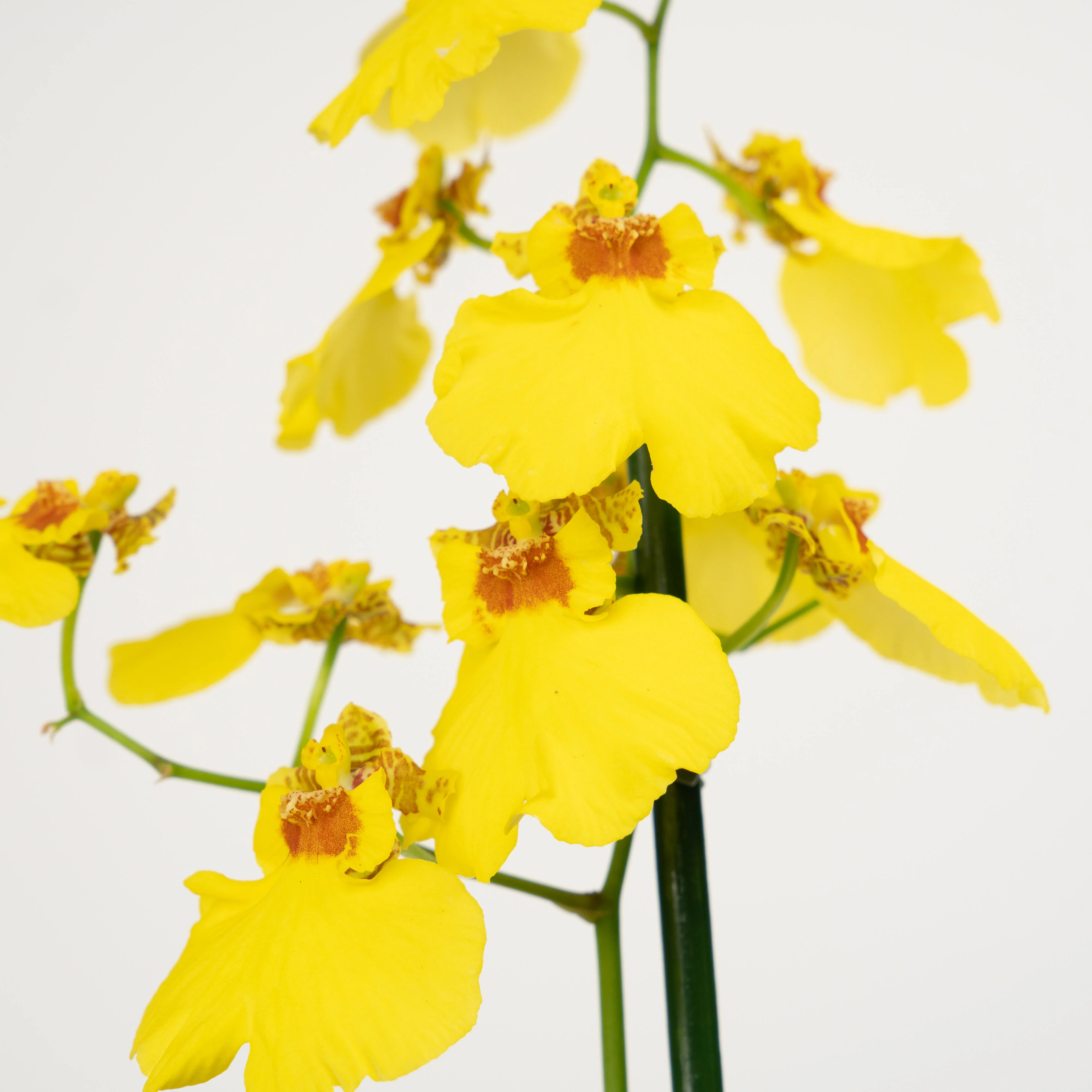 Butterfly Orchid | Honeybee - Image 7