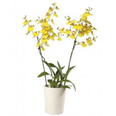Butterfly Orchid | Honeybee - Image 8