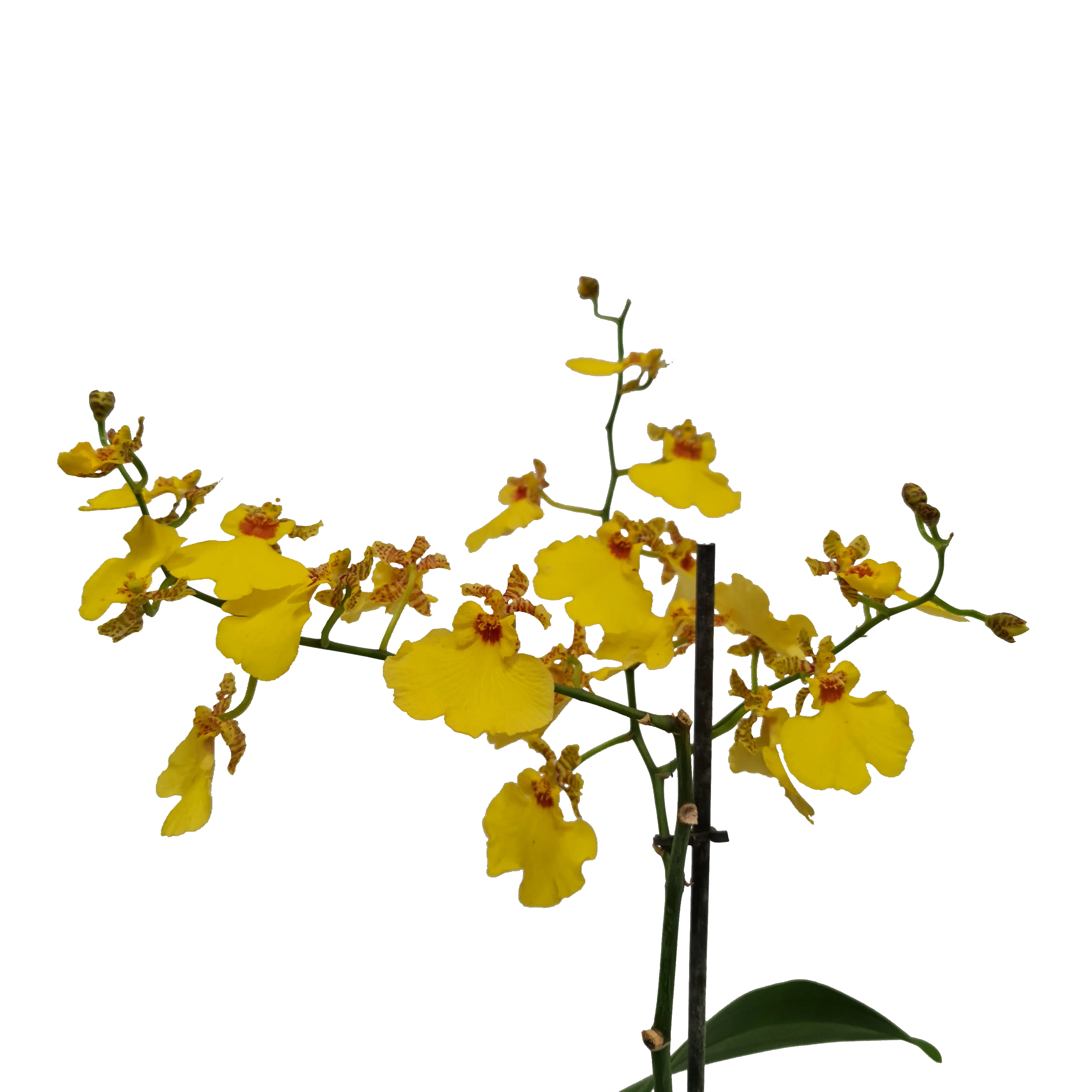 Butterfly Orchid | Honeybee - Image 9