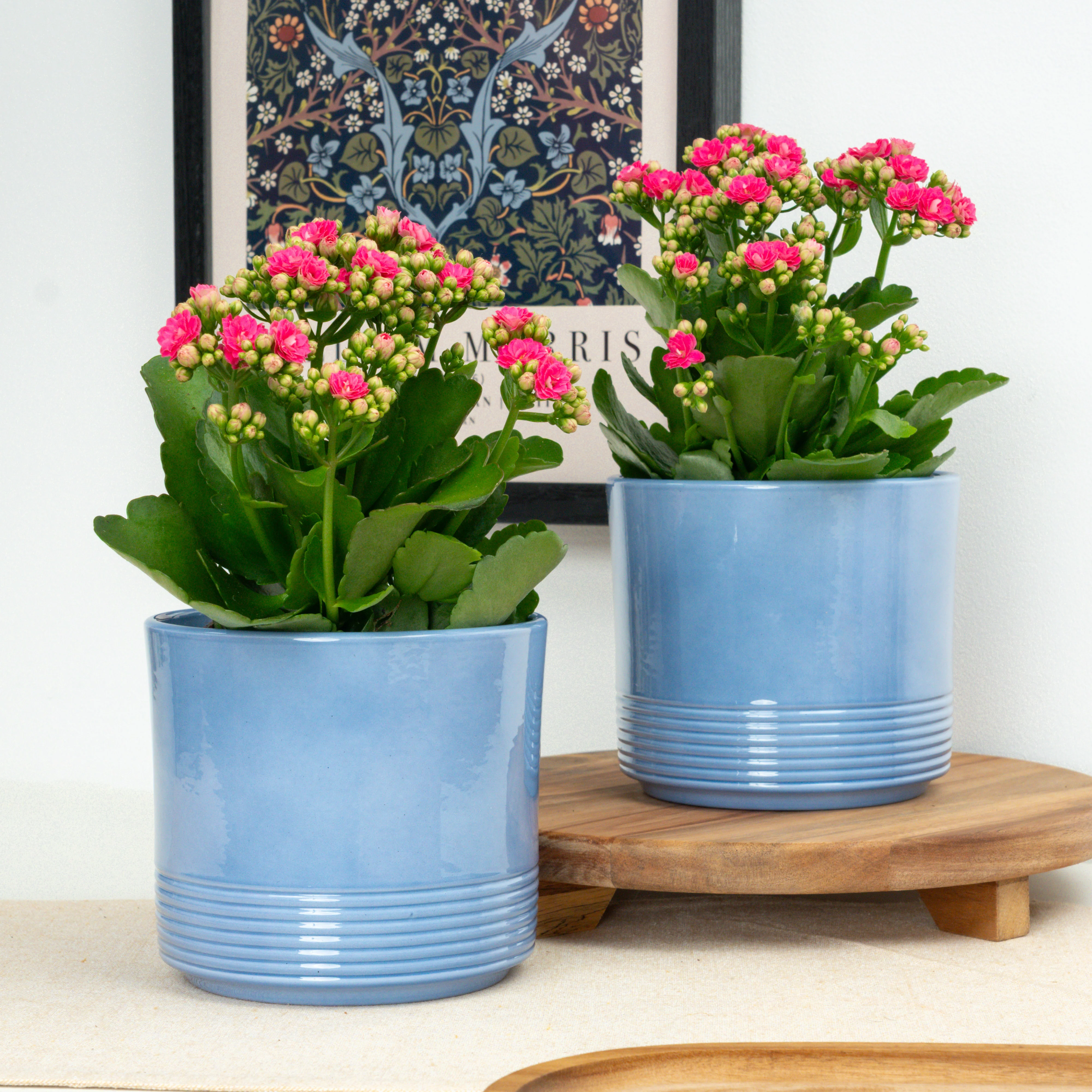 Hot Pink Kalanchoe