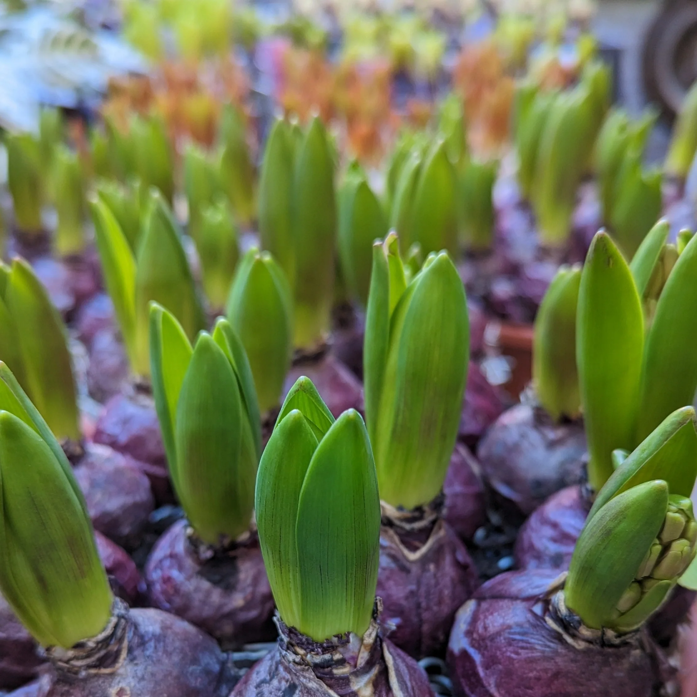 Scented Hyacinths | Surprise Colour - Image 3