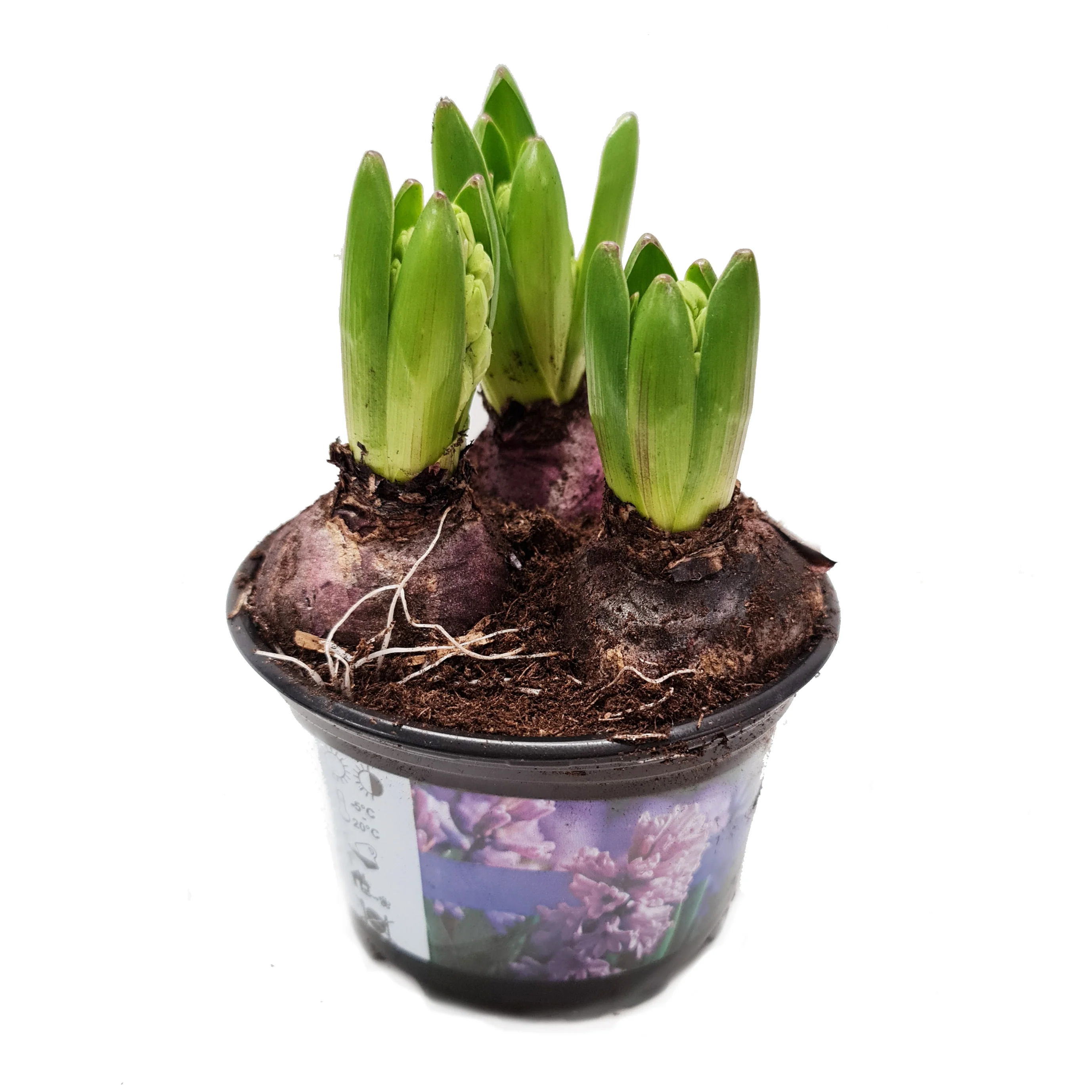 Scented Hyacinths | Surprise Colour - Image 4