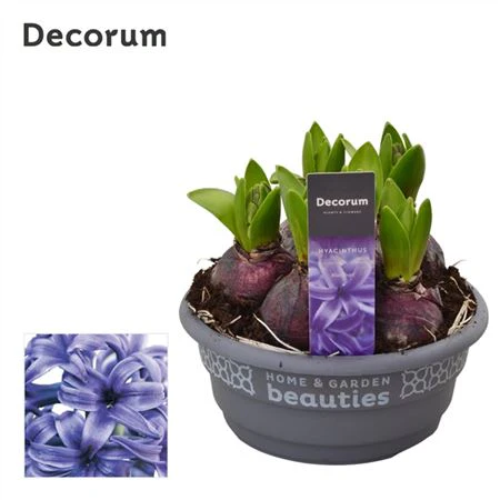 Scented Hyacinths | Surprise Colour - Image 5