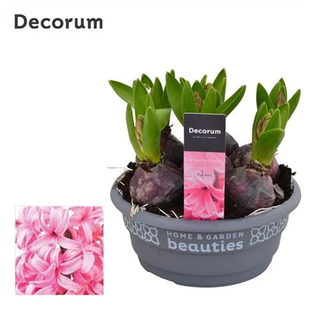 Scented Hyacinths | Surprise Colour - Image 6