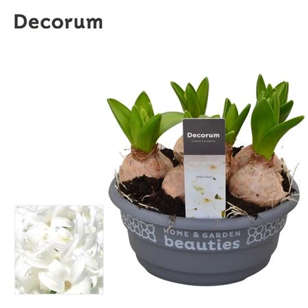 Scented Hyacinths | Surprise Colour - Image 7