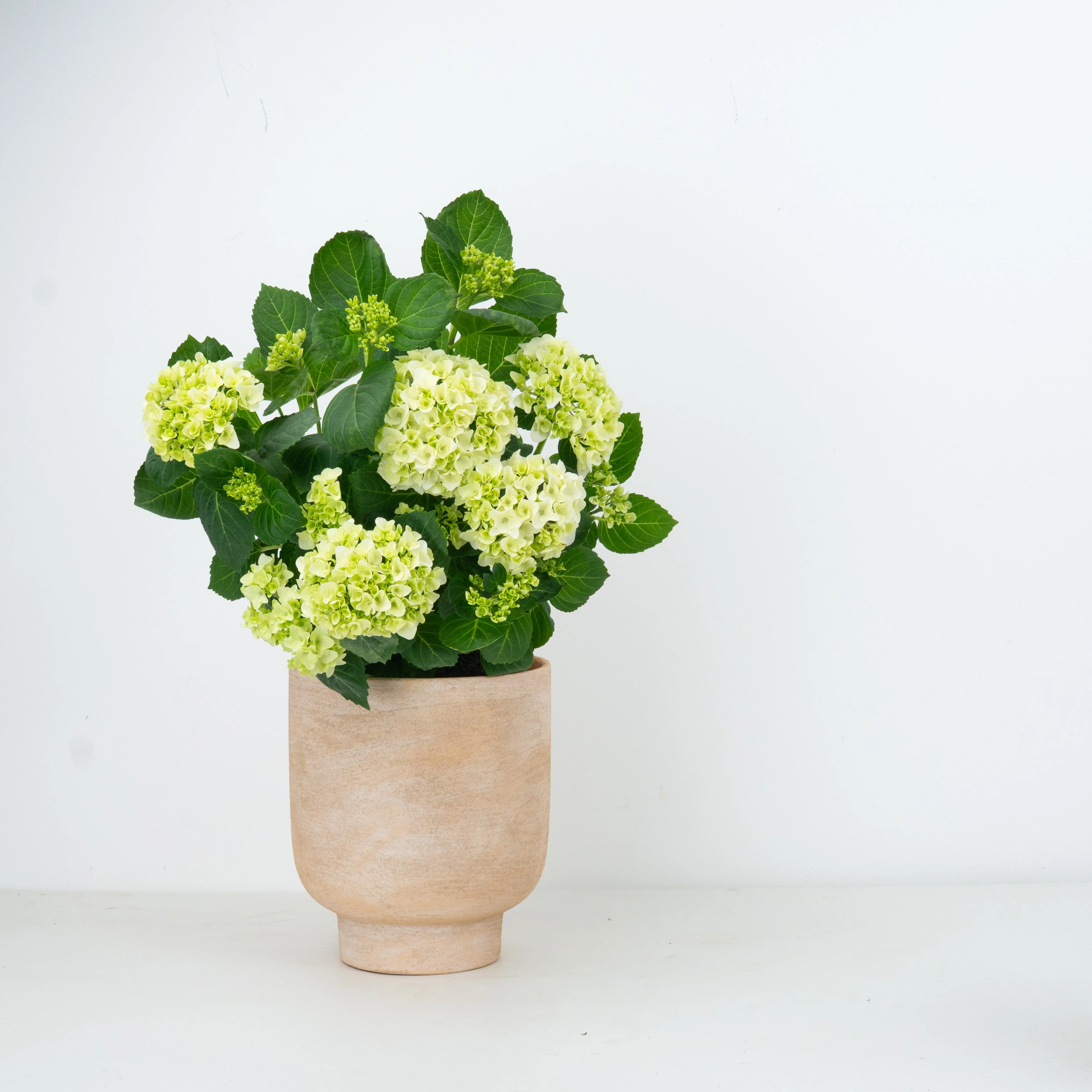 Hydrangea | White