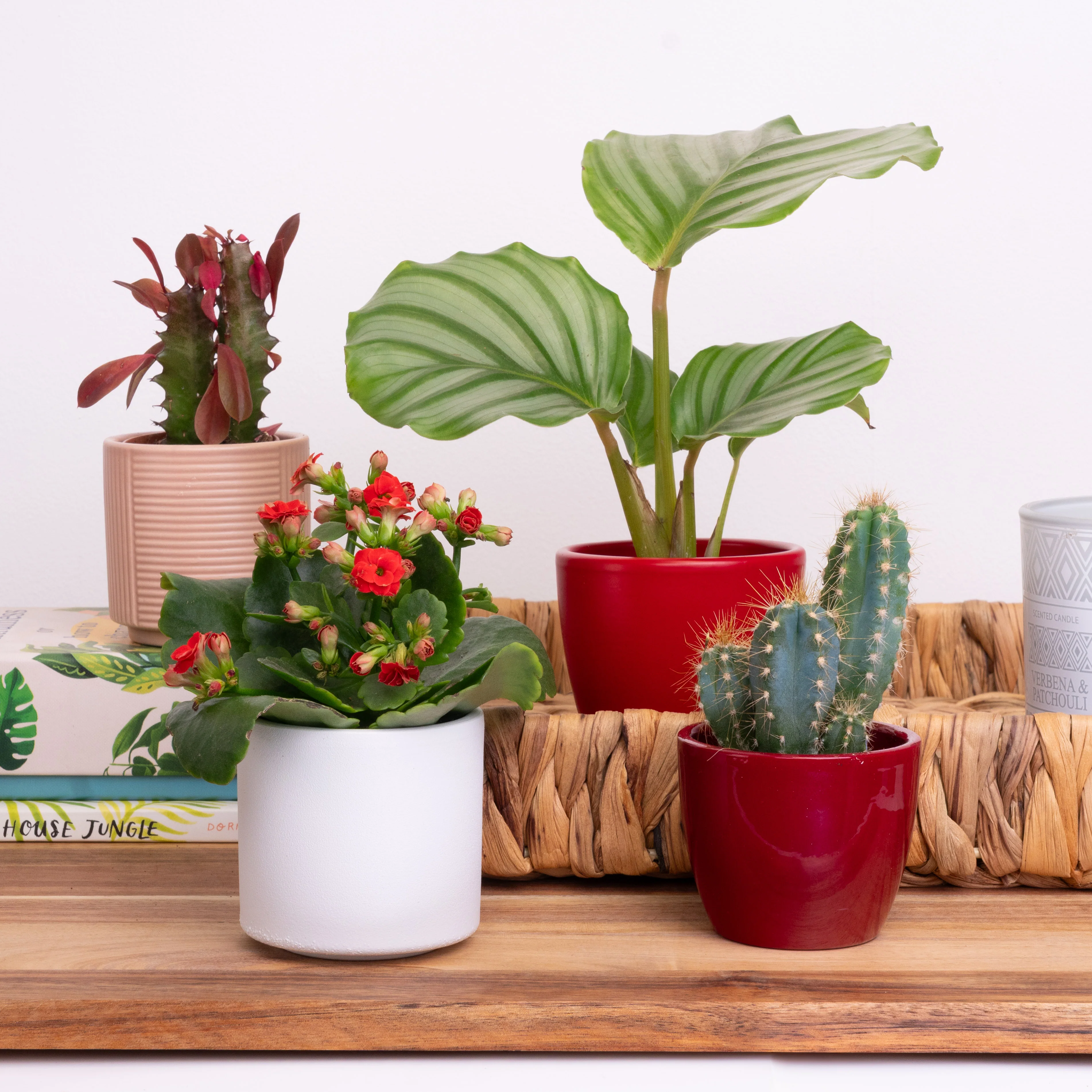 I Prick You | Plant Bundle