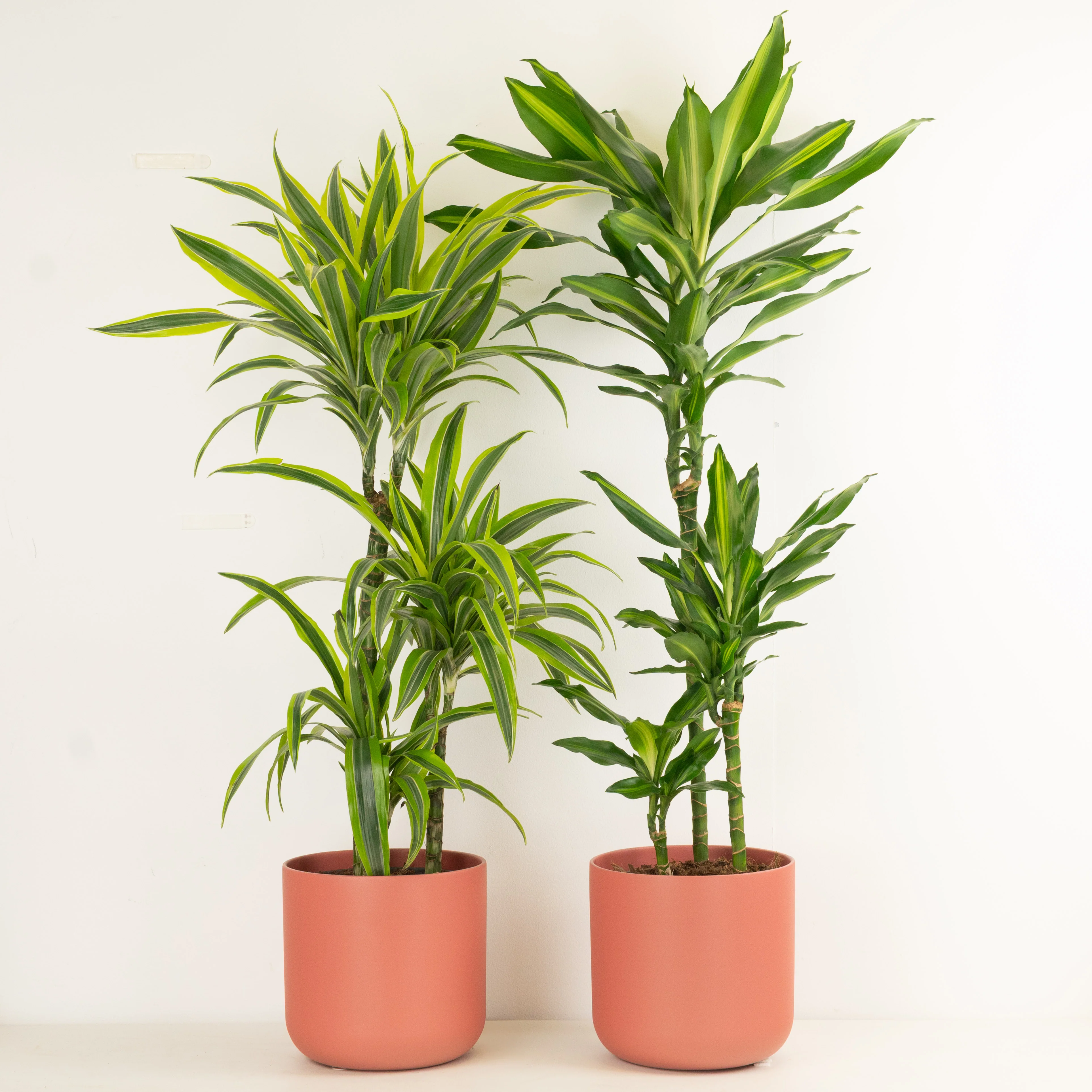 Interior Stylist | Tall Plant Bundle