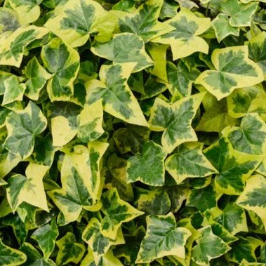 Ivy | Goldchild - Image 2