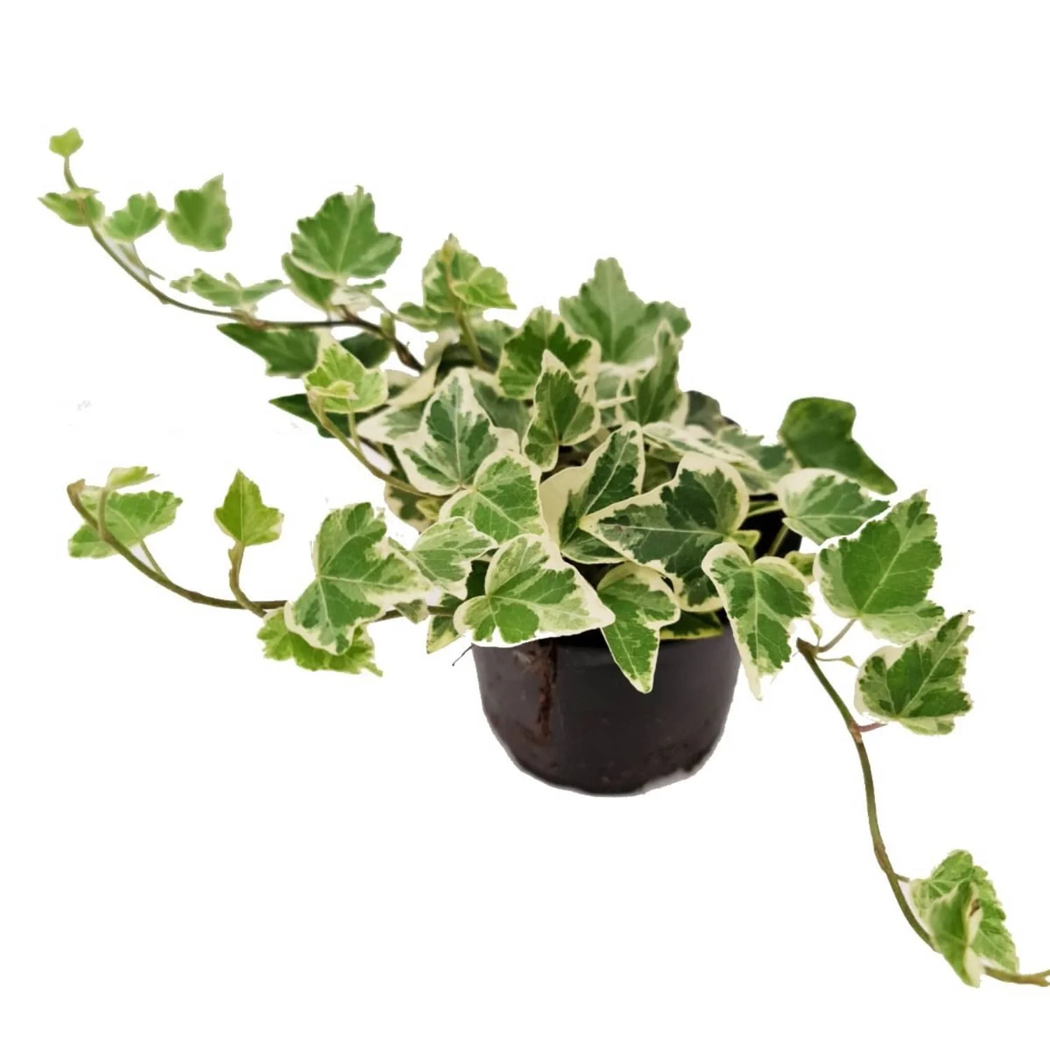 Ivy | White Wonder - Image 2