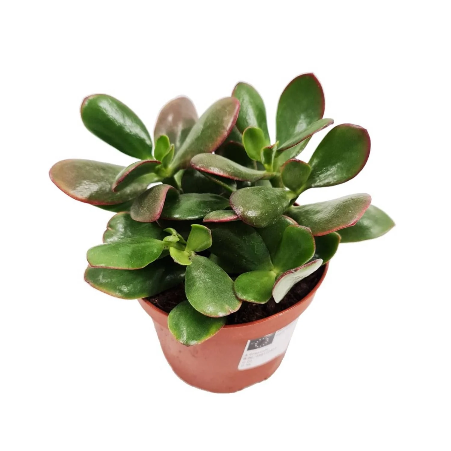 Jade Plant | Ovata - Image 3