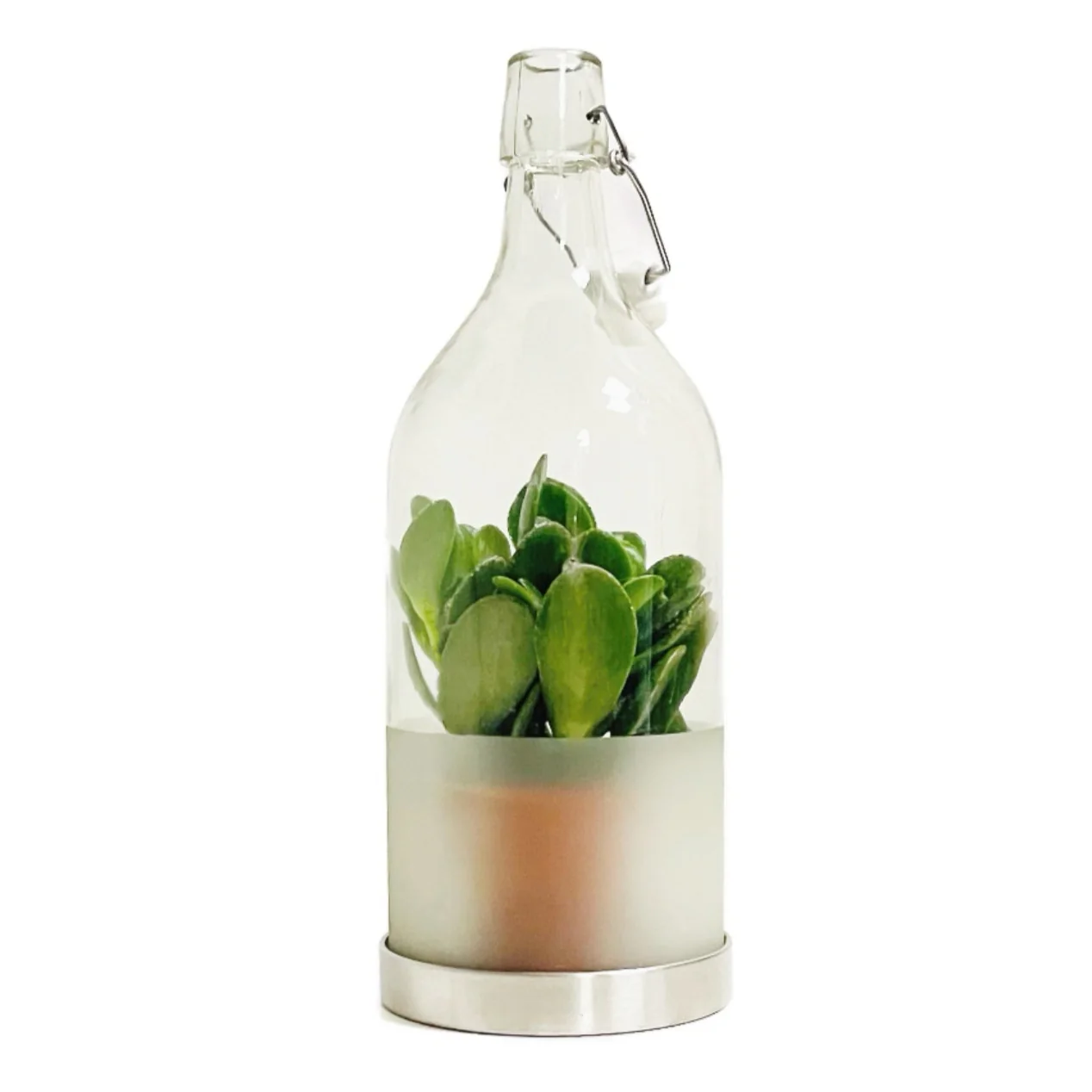 Jade Plant | Ovata - Image 4