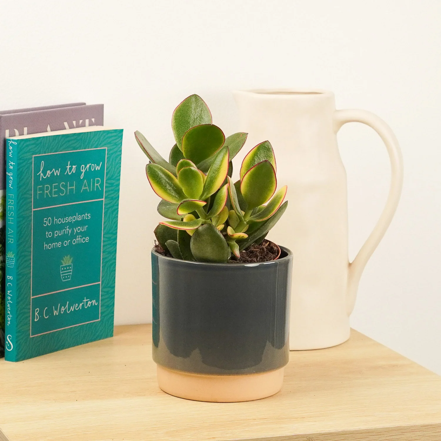Jade Plant | Albo