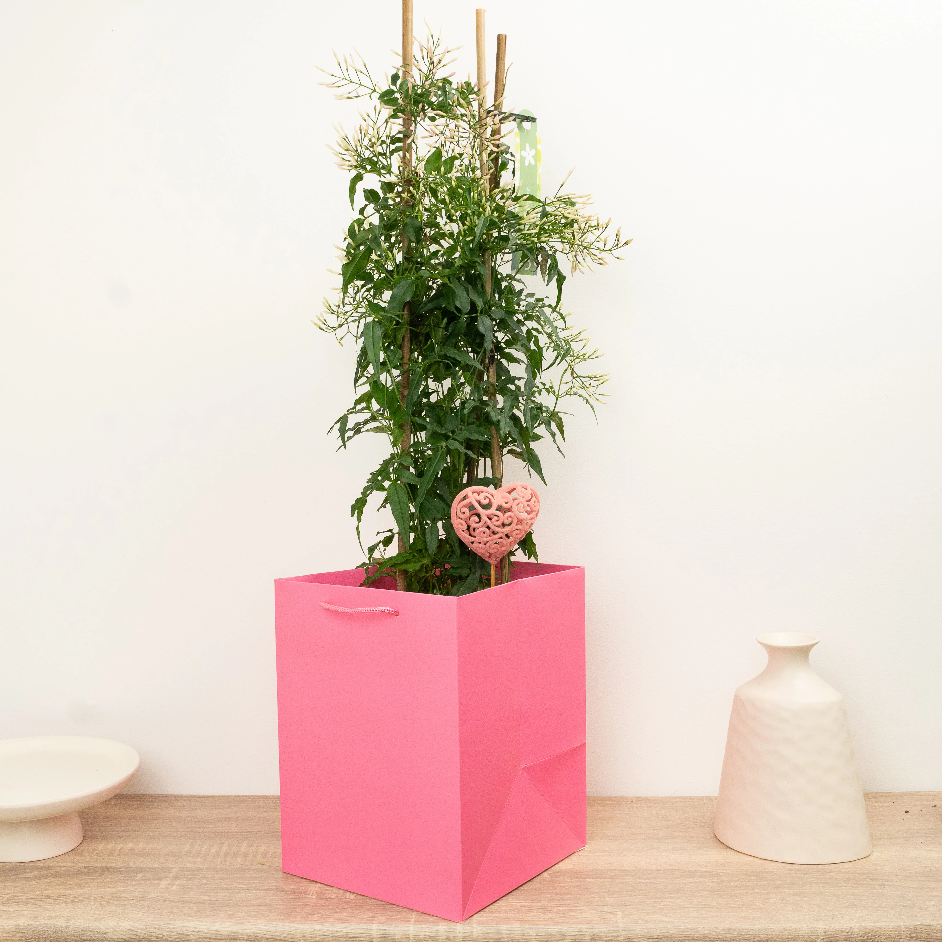 Jasmine | Gift - Image 2