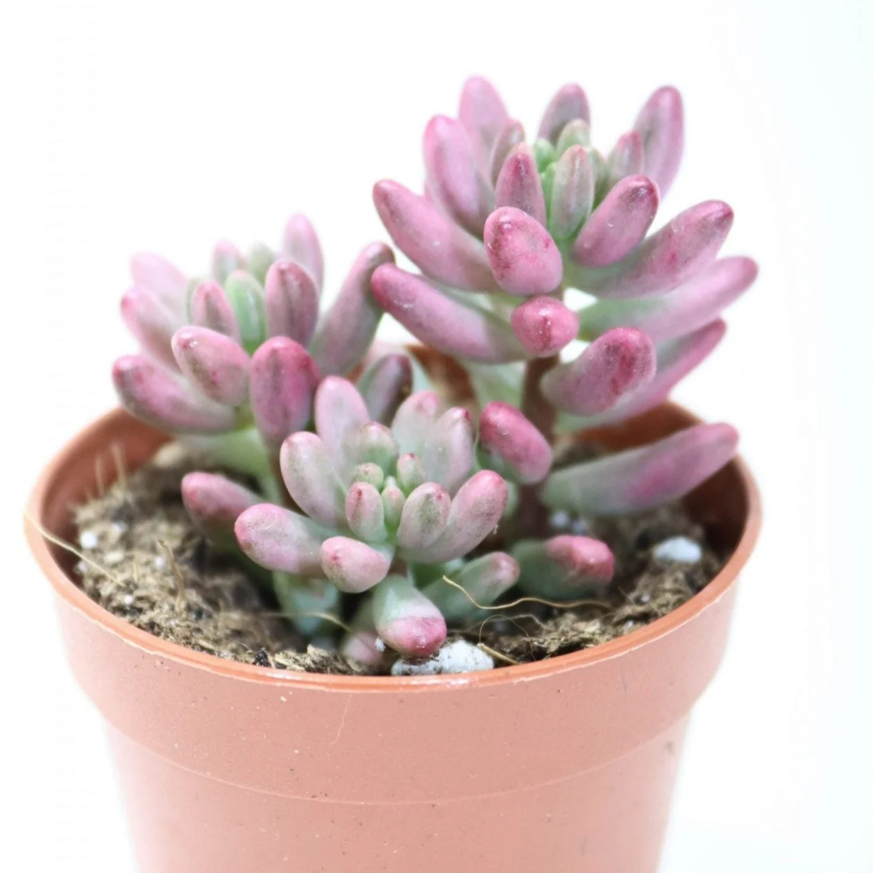 Jelly Bean Plant | Pink - Image 4