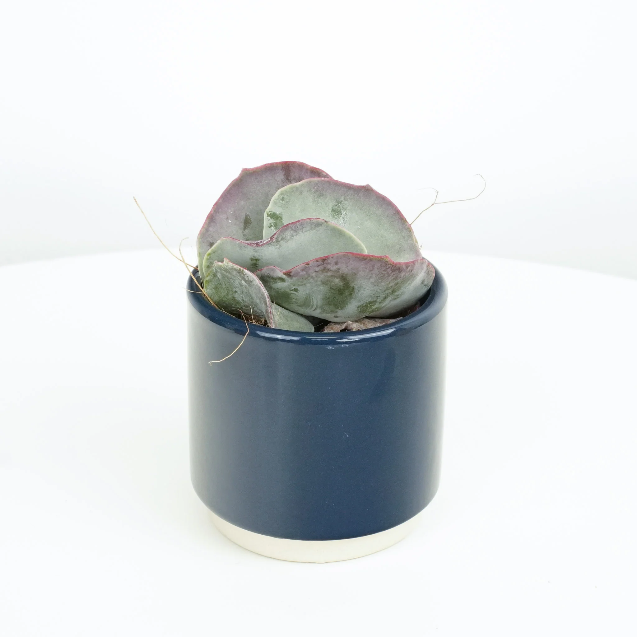 Kalanchoe Red Lips