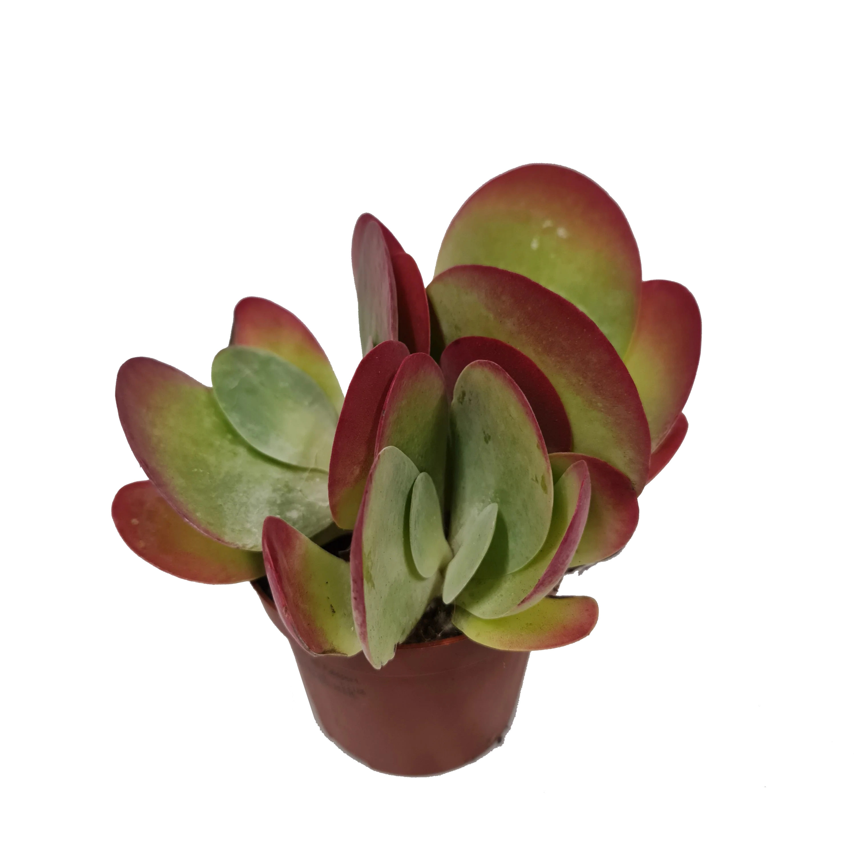 Kalanchoe Red Lips - Image 2