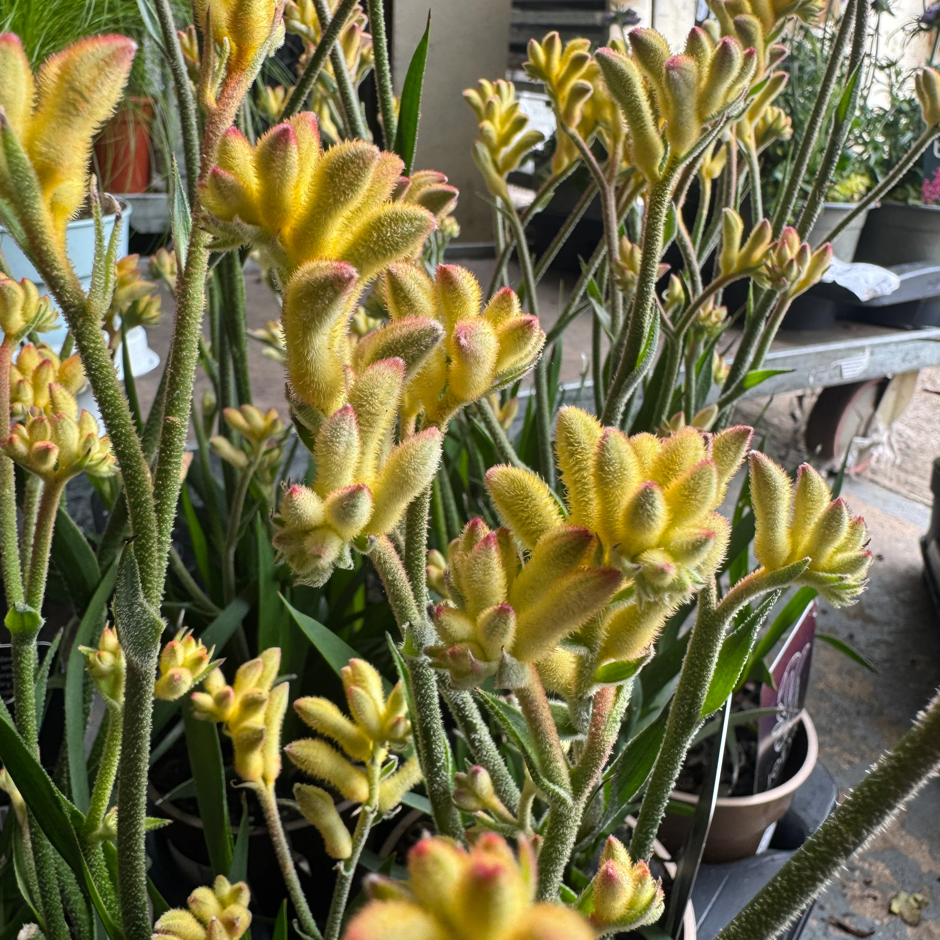Kangaroo Paw | Yellow | Outdoor Plant - Image 3