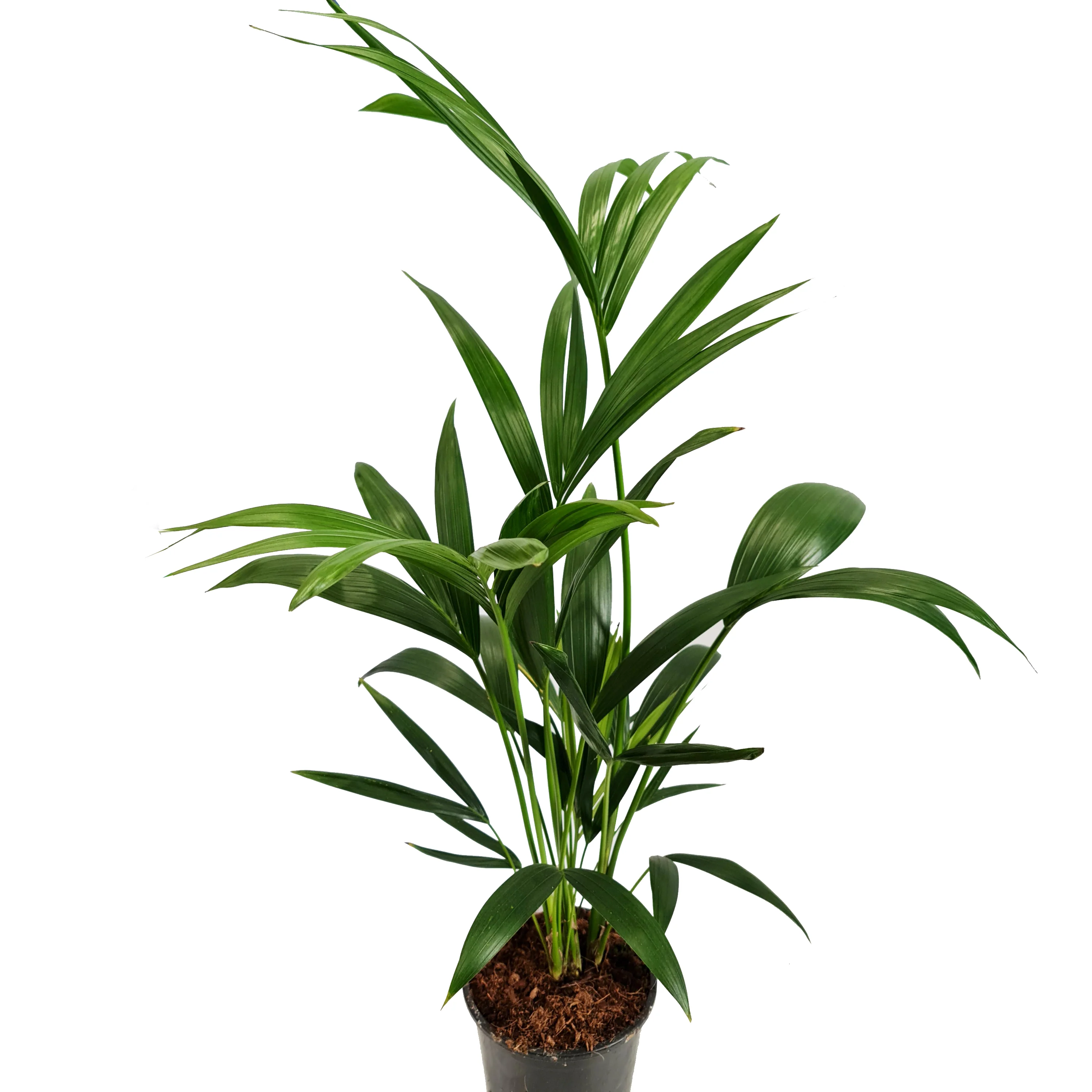 Kentia Palm - Image 2