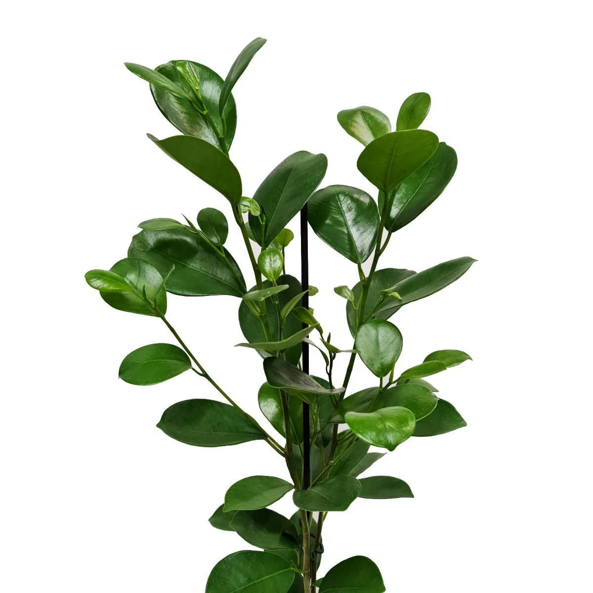 Laurel Fig | Moclame - Image 3