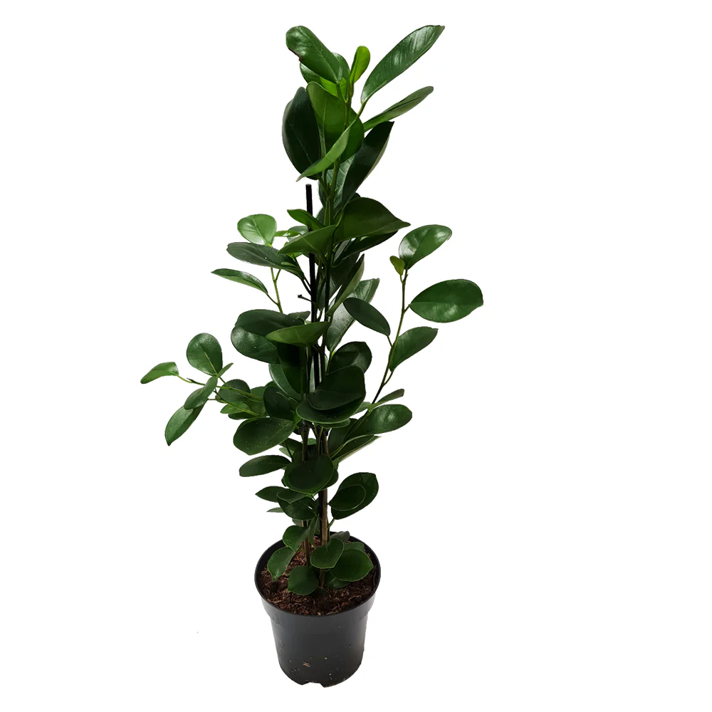 Laurel Fig | Moclame - Image 4