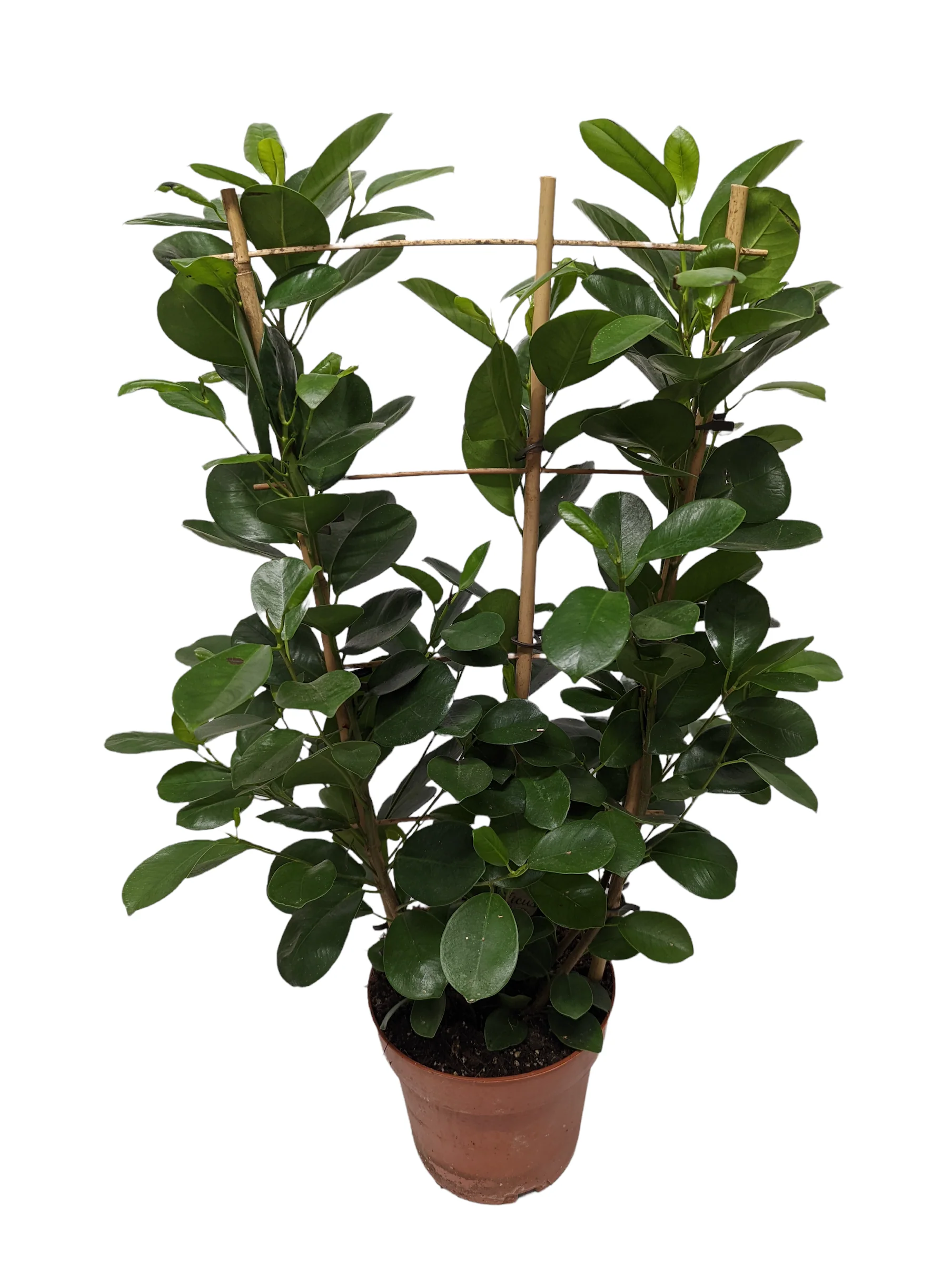 Laurel Fig | Moclame - Image 5