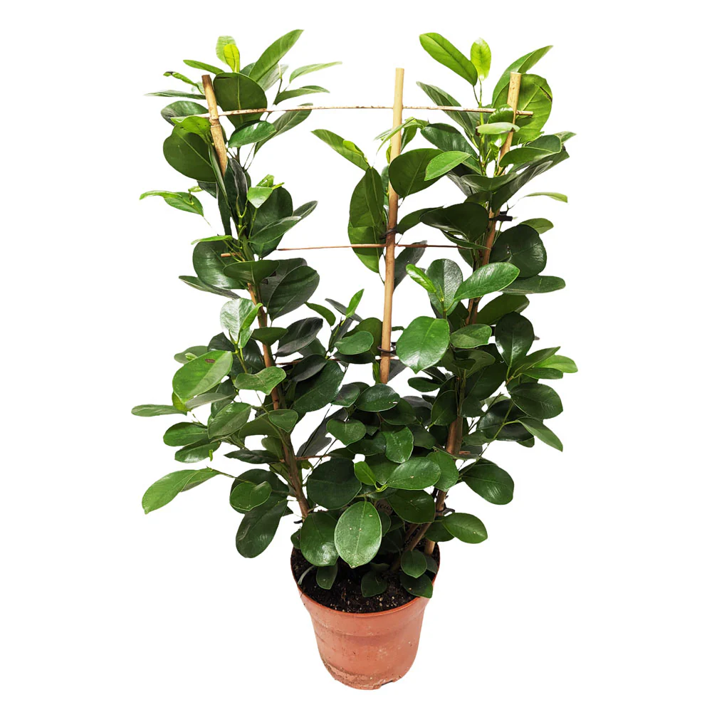 Laurel Fig | Moclame - Image 6