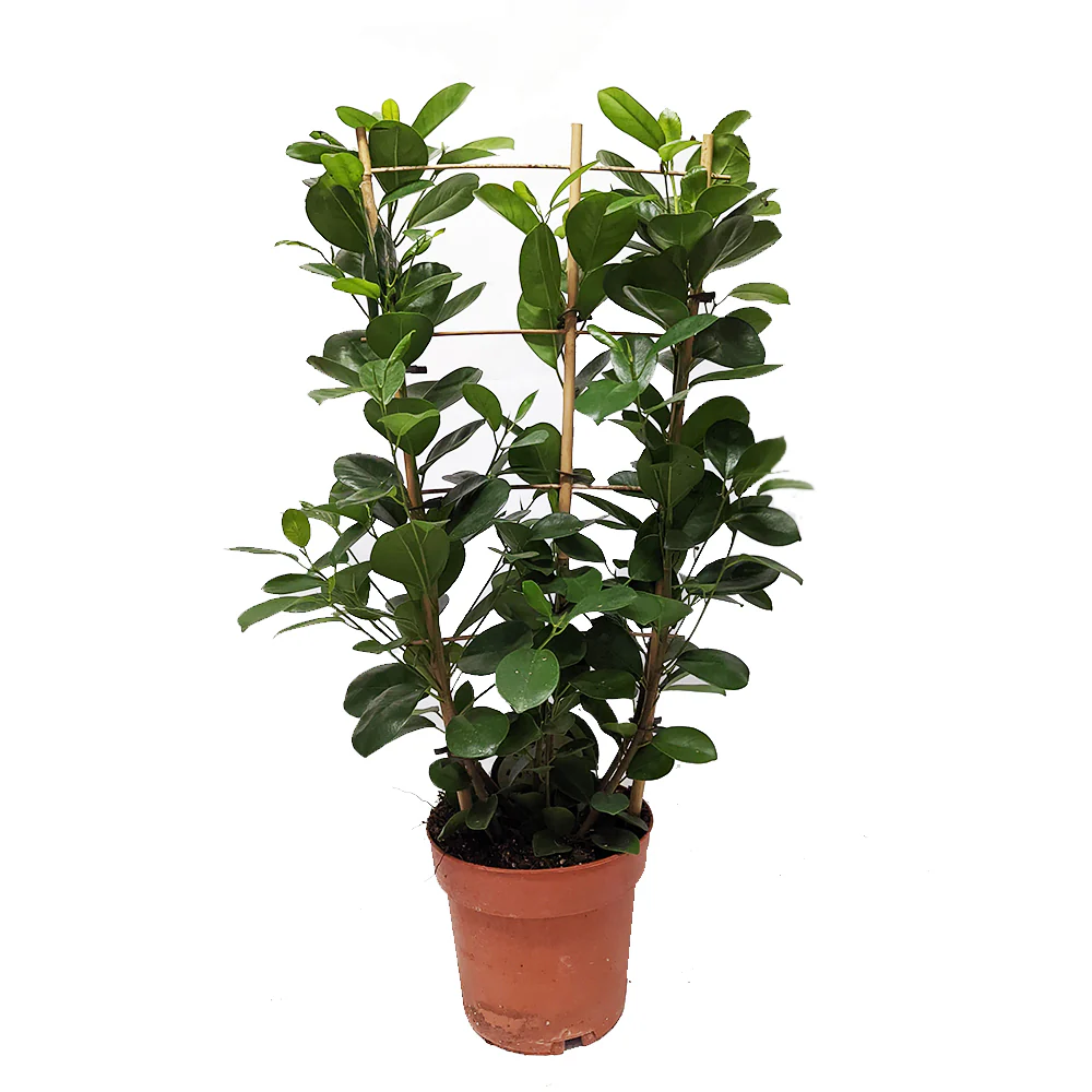 Laurel Fig | Moclame - Image 7