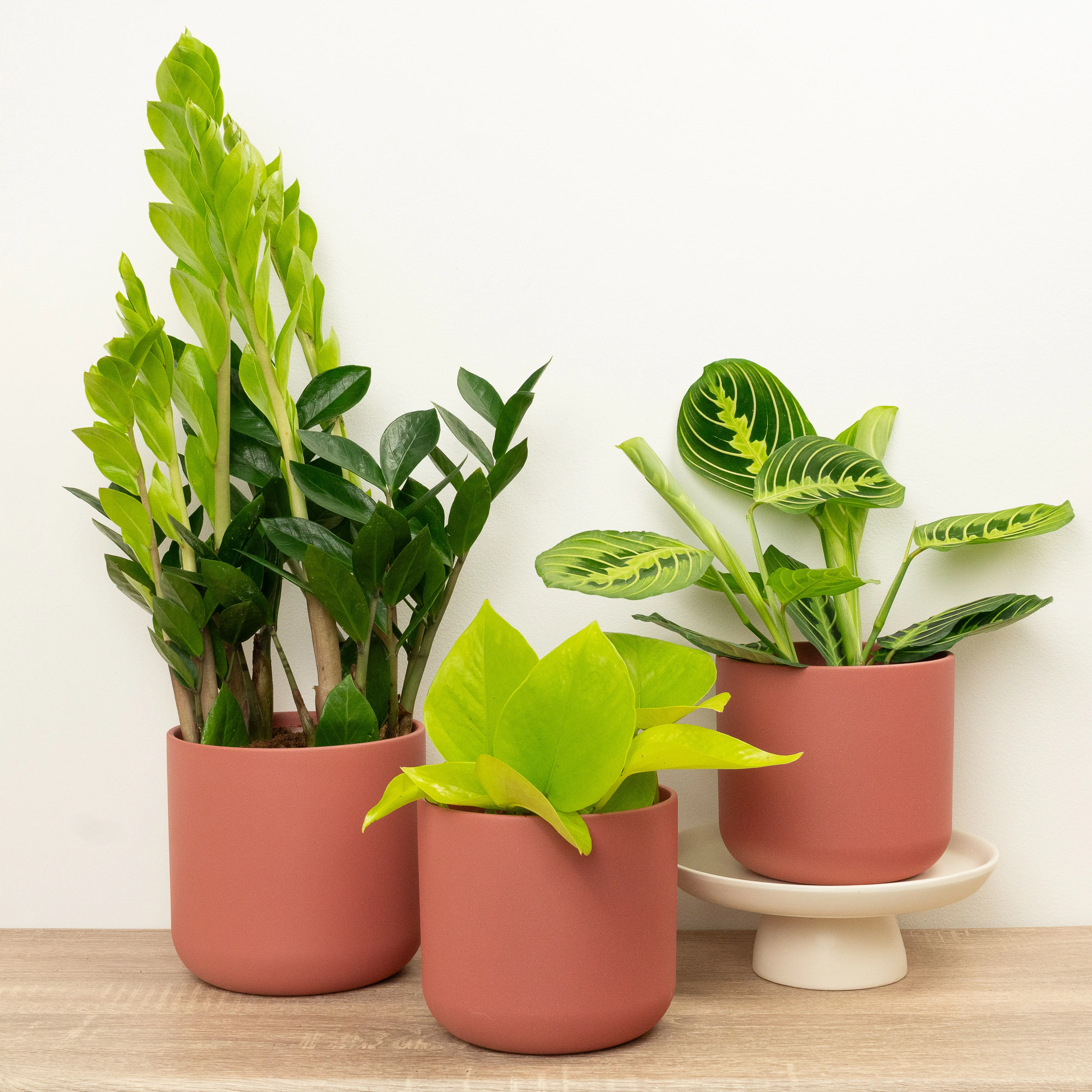Leaf It To Me | Plant Bundle