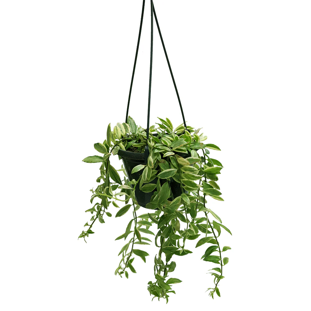 Variegated Lipstick Plant | Albo | Hard To Find - Image 3