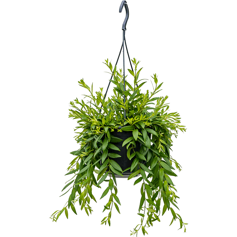 Lipstick Plant | Beautiful Japhrolepis - Image 2