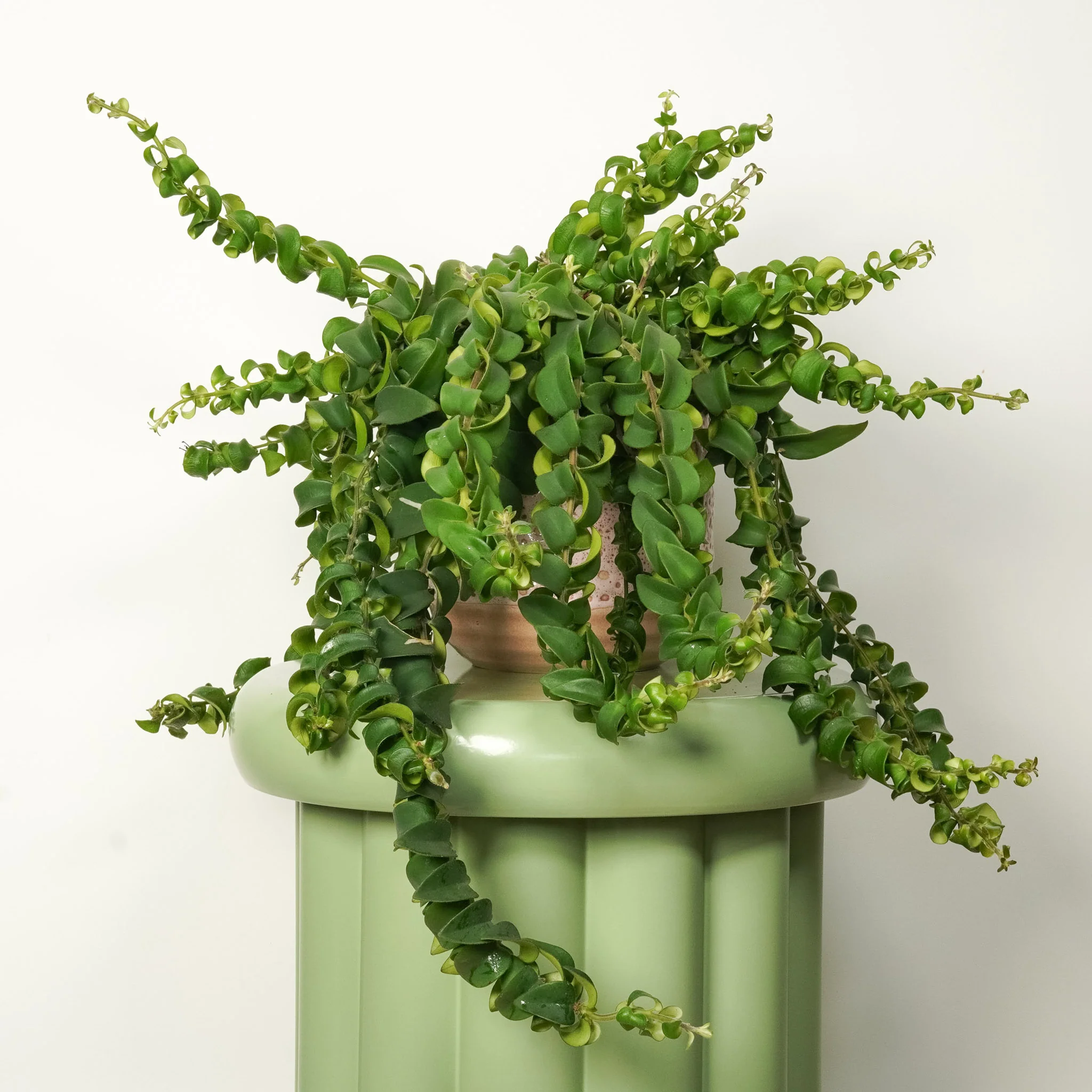Lipstick Plant | Rasta - Image 2