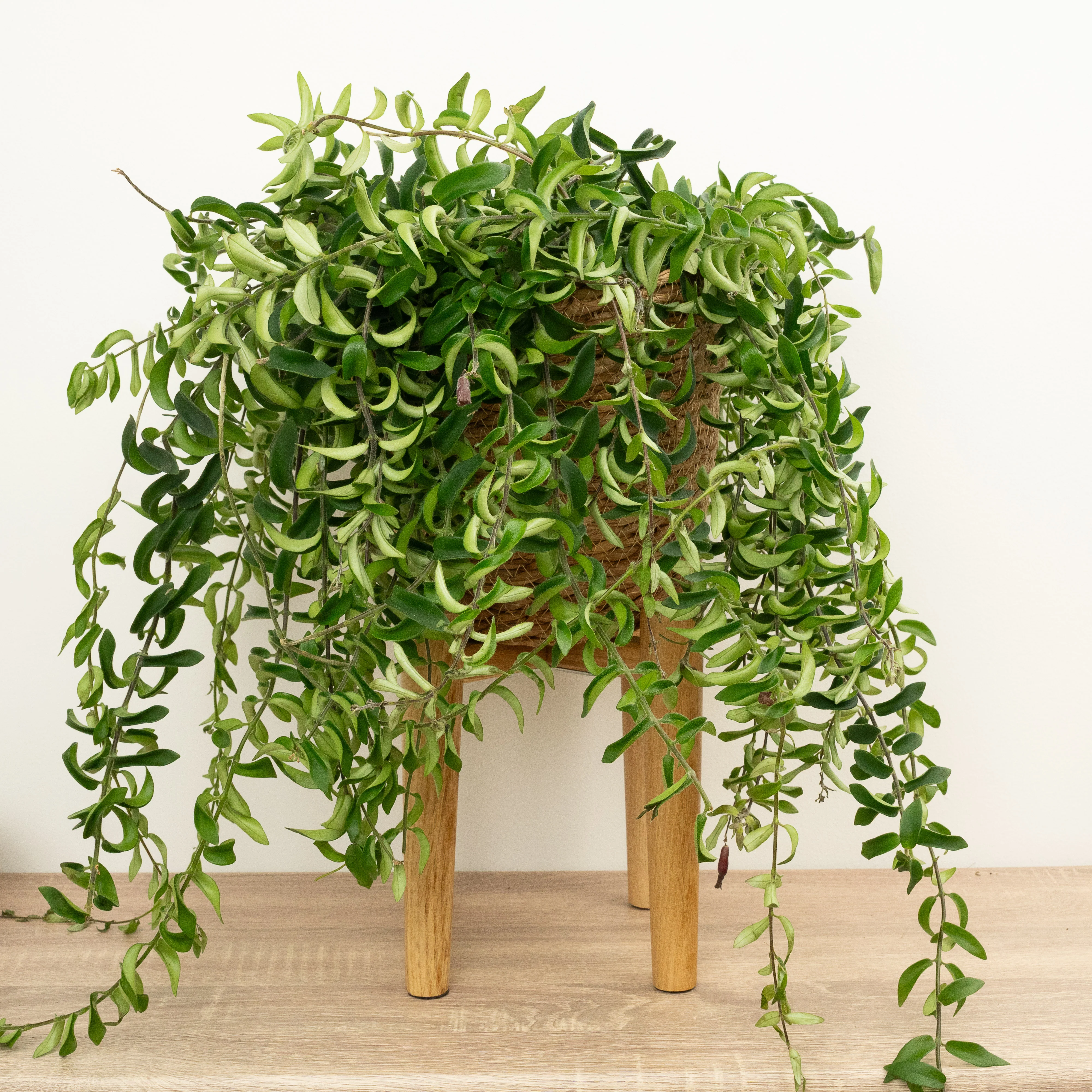 Lipstick Plant | Twister