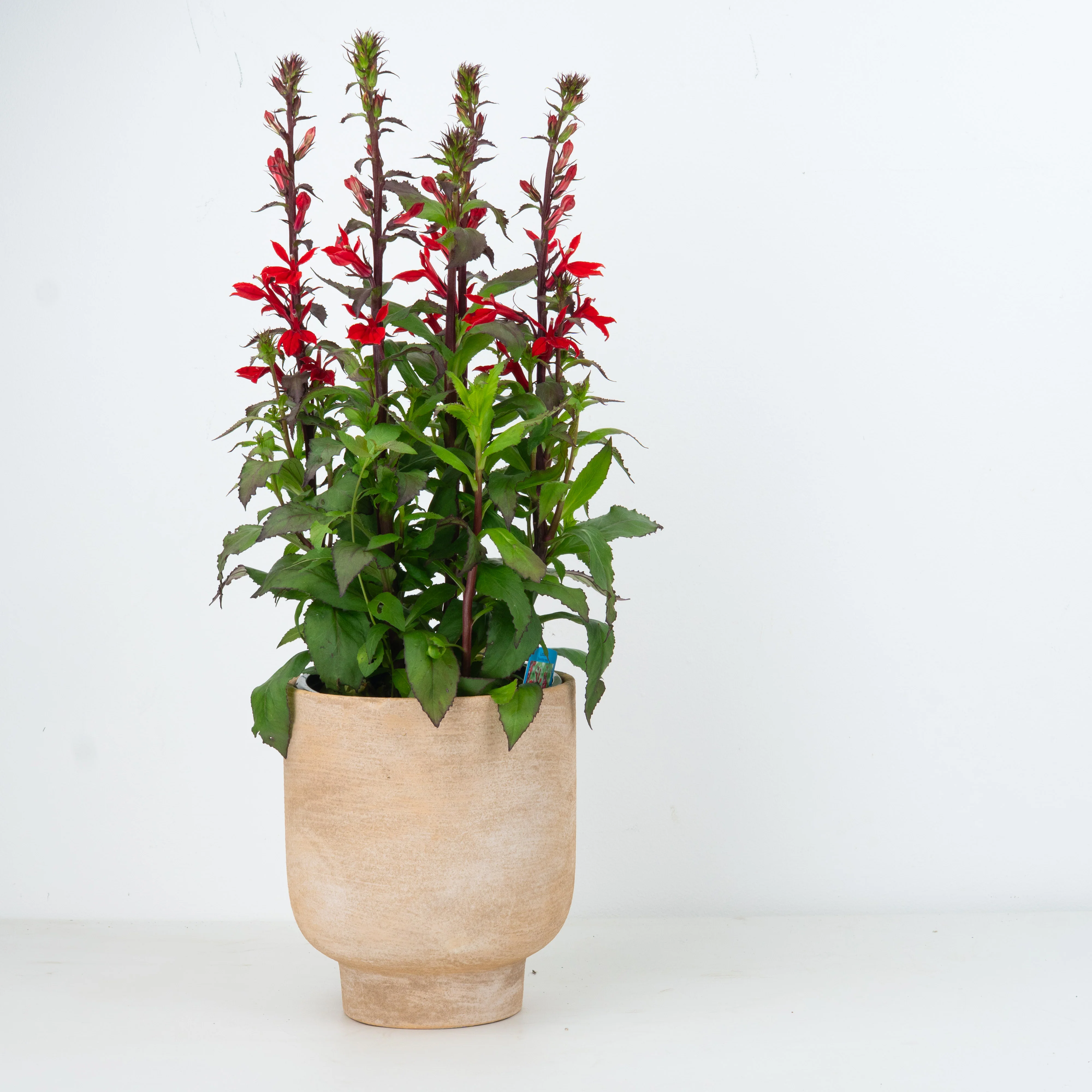 Lobelia | Starship Scarlett | Outdoor Plant