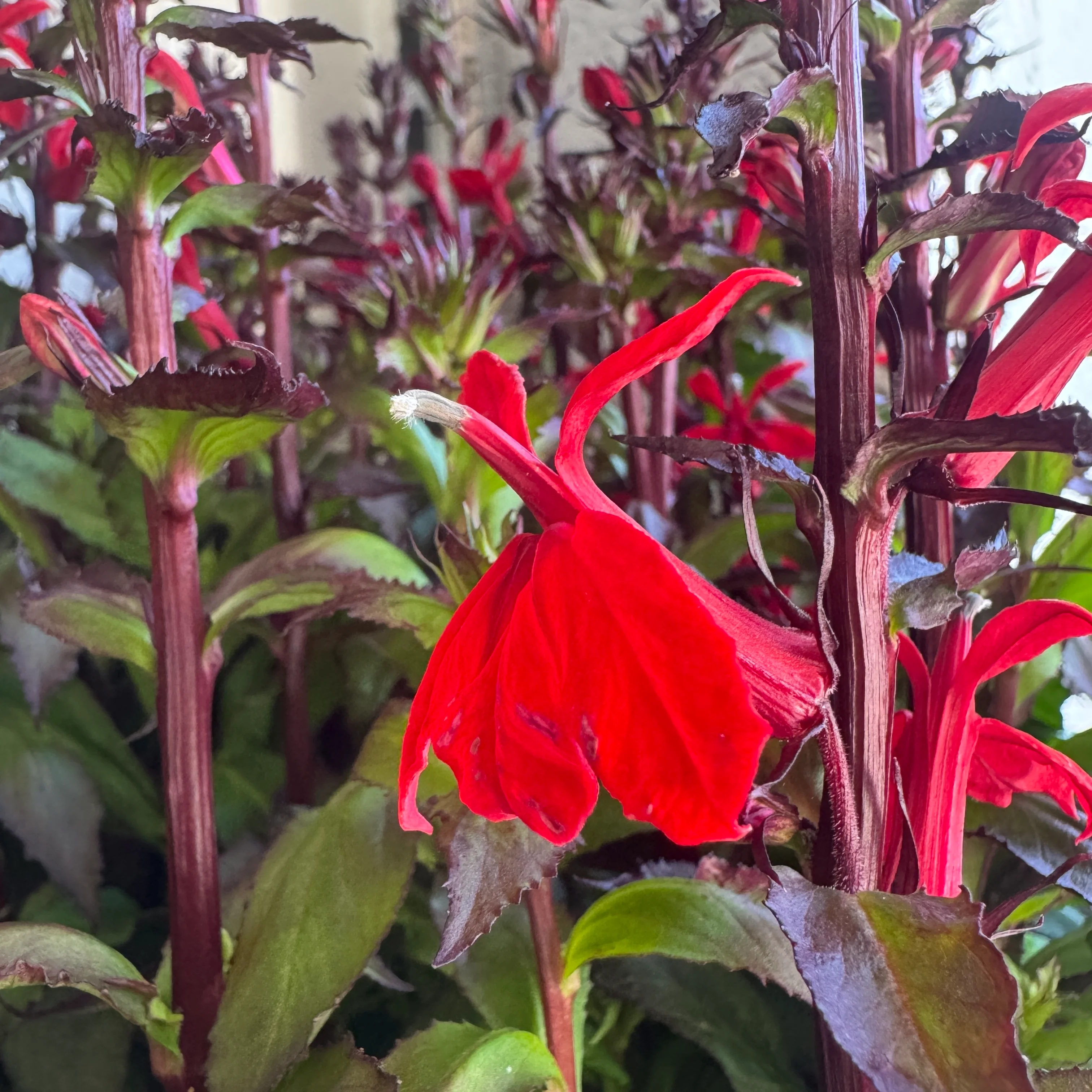 Lobelia | Starship Scarlett | Outdoor Plant - Image 2