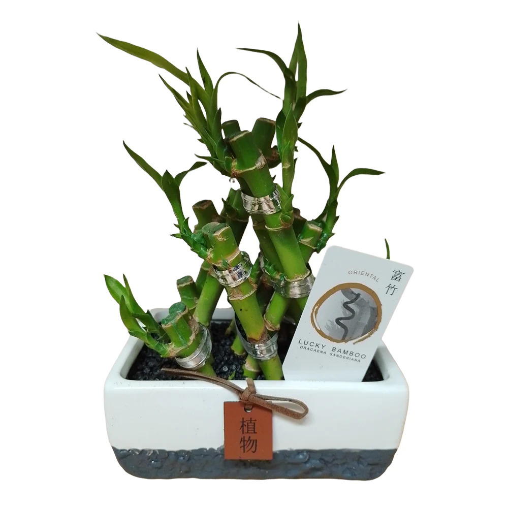 Lucky Bamboo - Image 3
