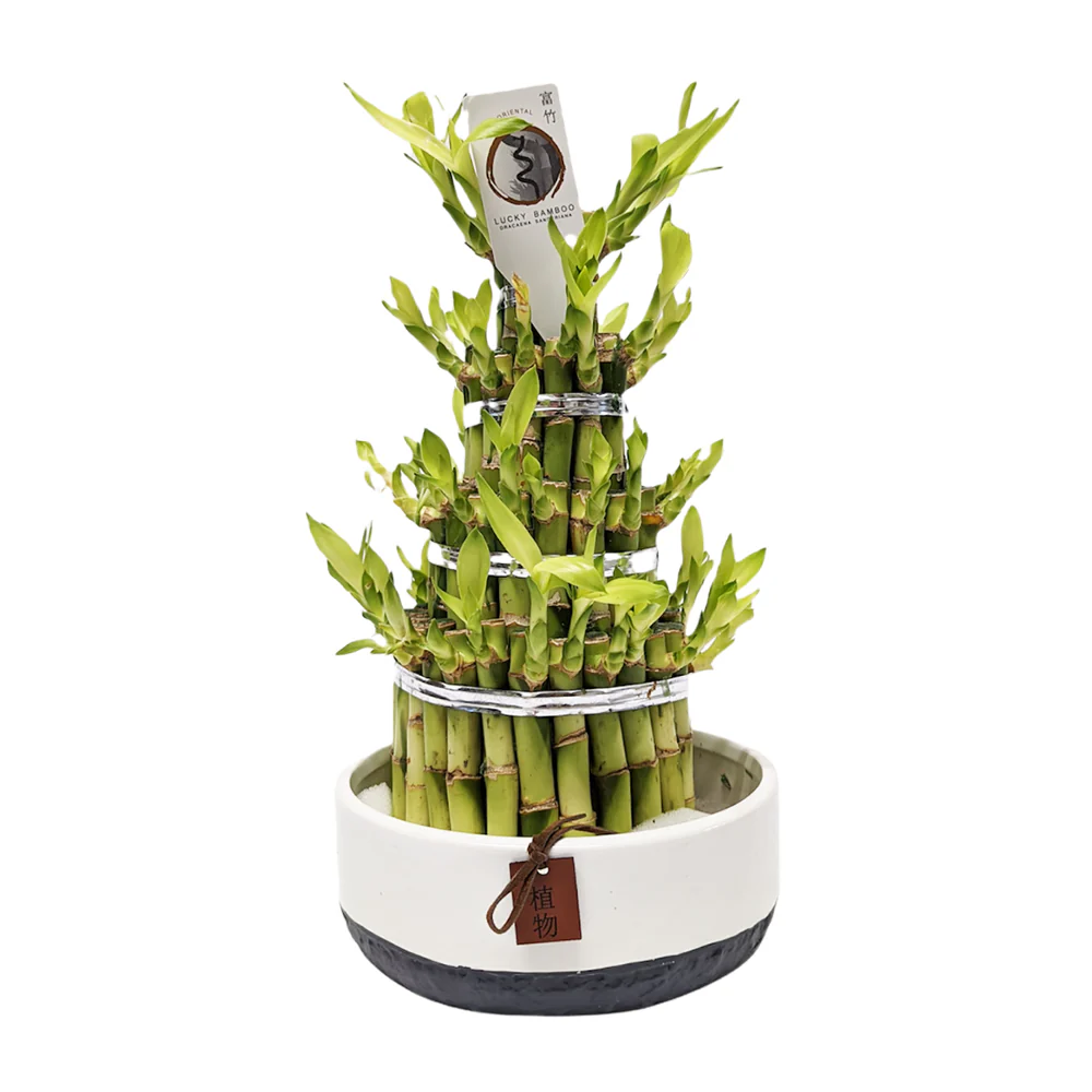 Lucky Bamboo - Image 4