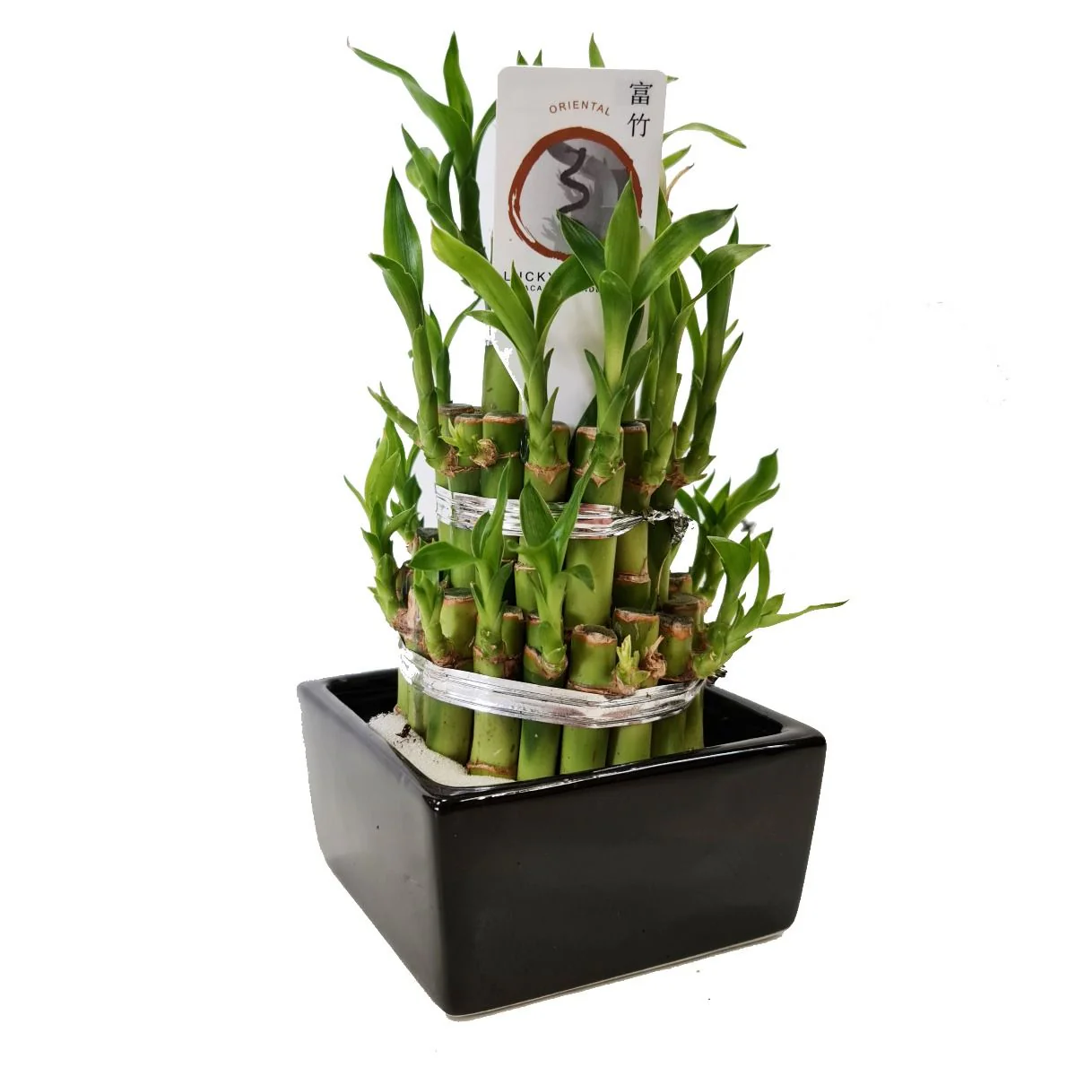 Lucky Bamboo - Image 5