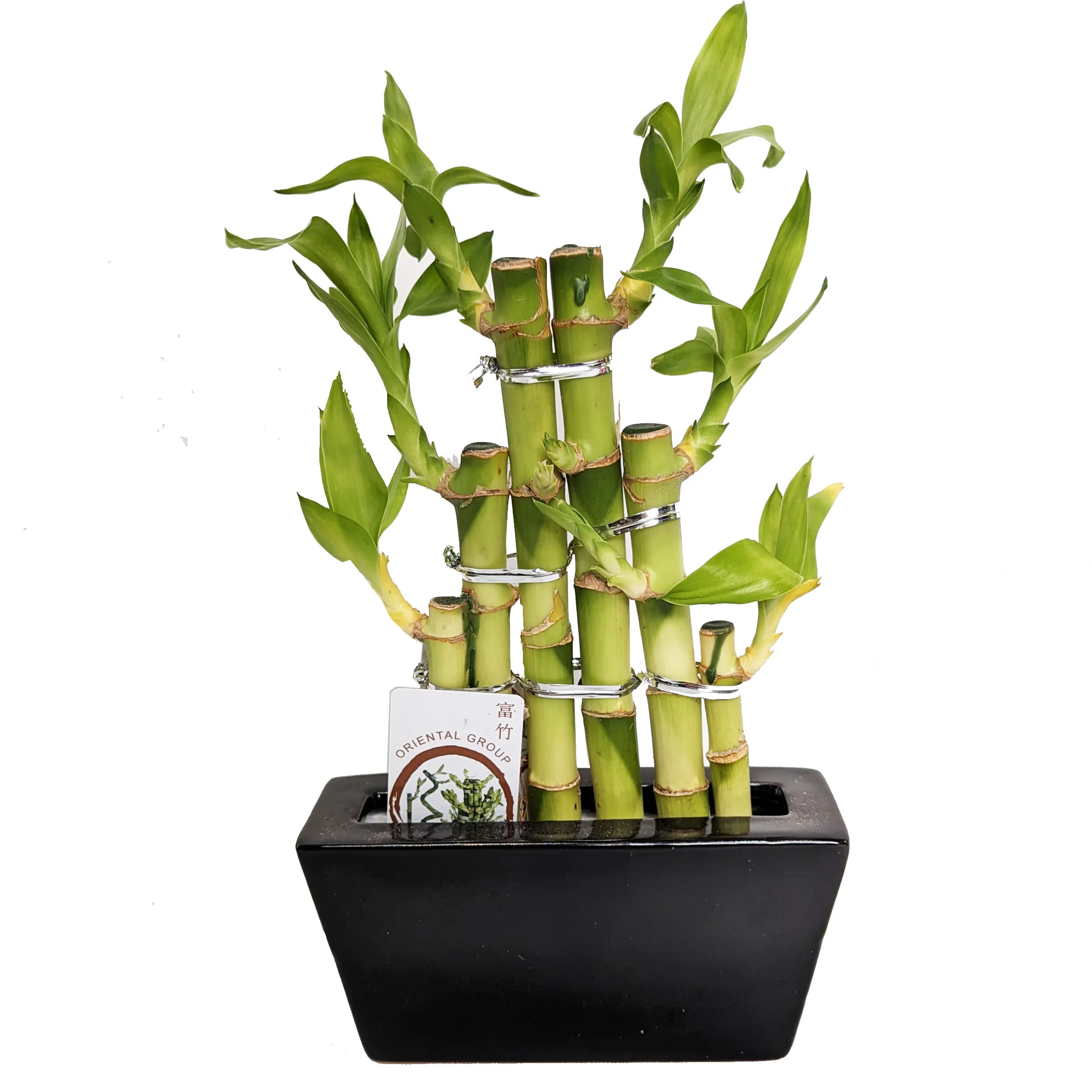 Lucky Bamboo - Image 6