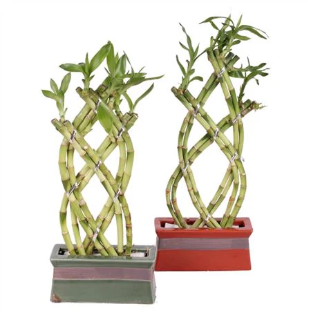 Lucky Bamboo - Image 7
