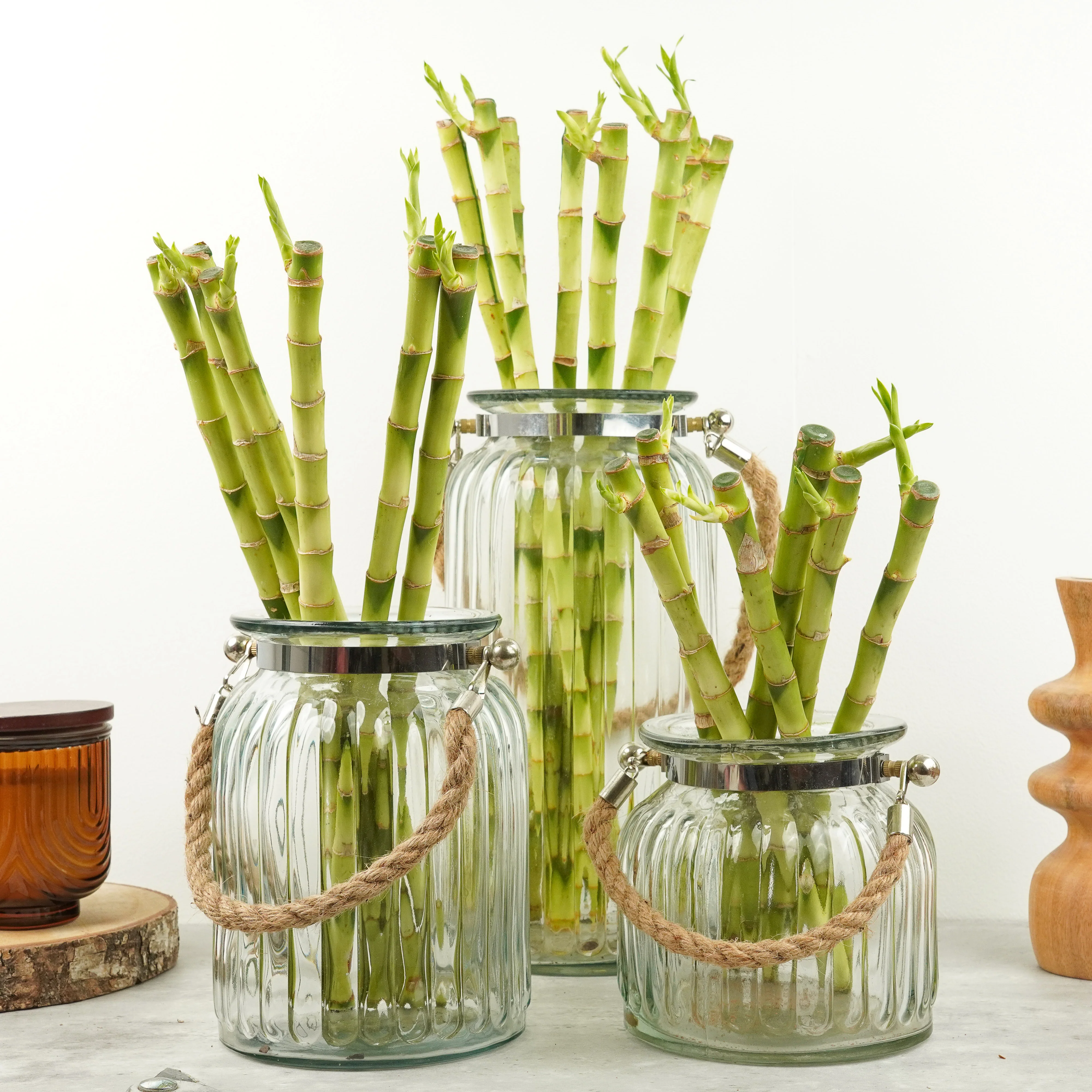 Lucky Bamboo - Image 6