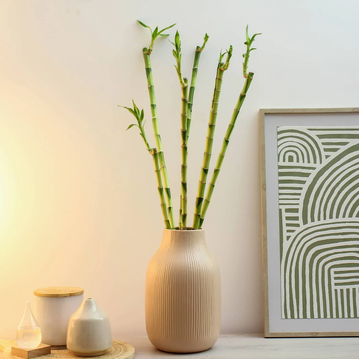 Lucky Bamboo - Image 3