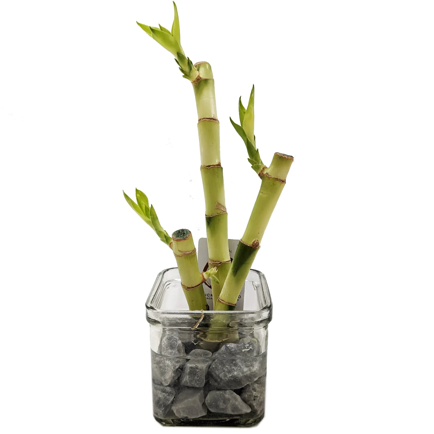 Lucky Bamboo - Image 4